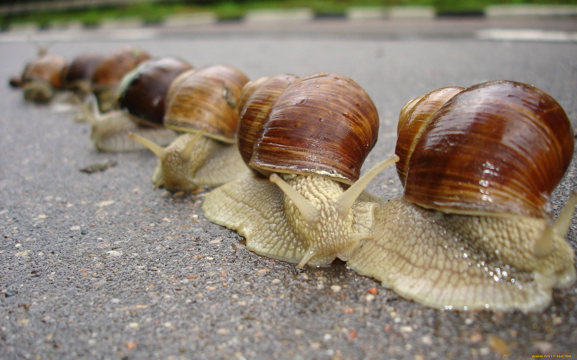 караван, животные, улитки