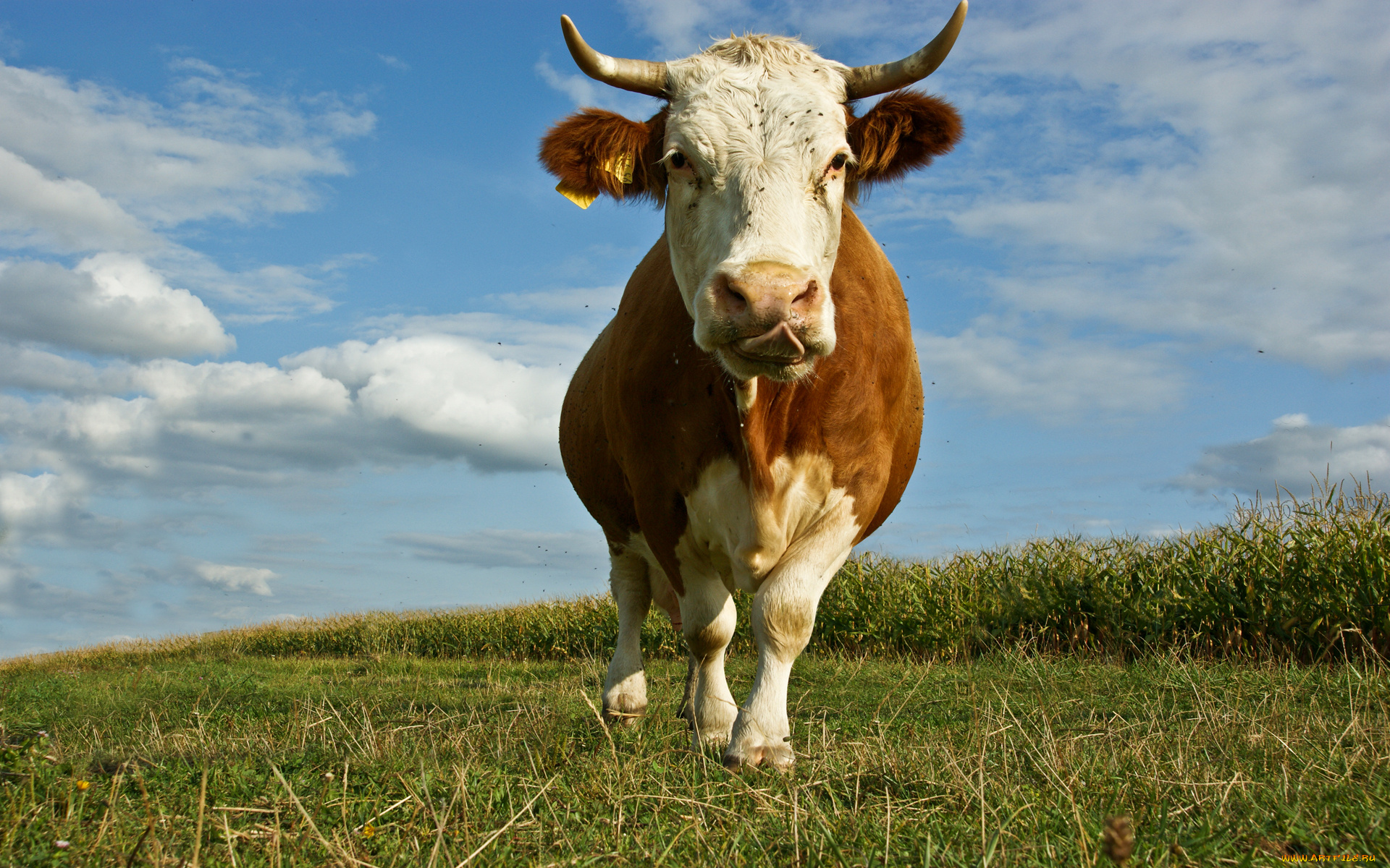 животные, коровы, буйволы