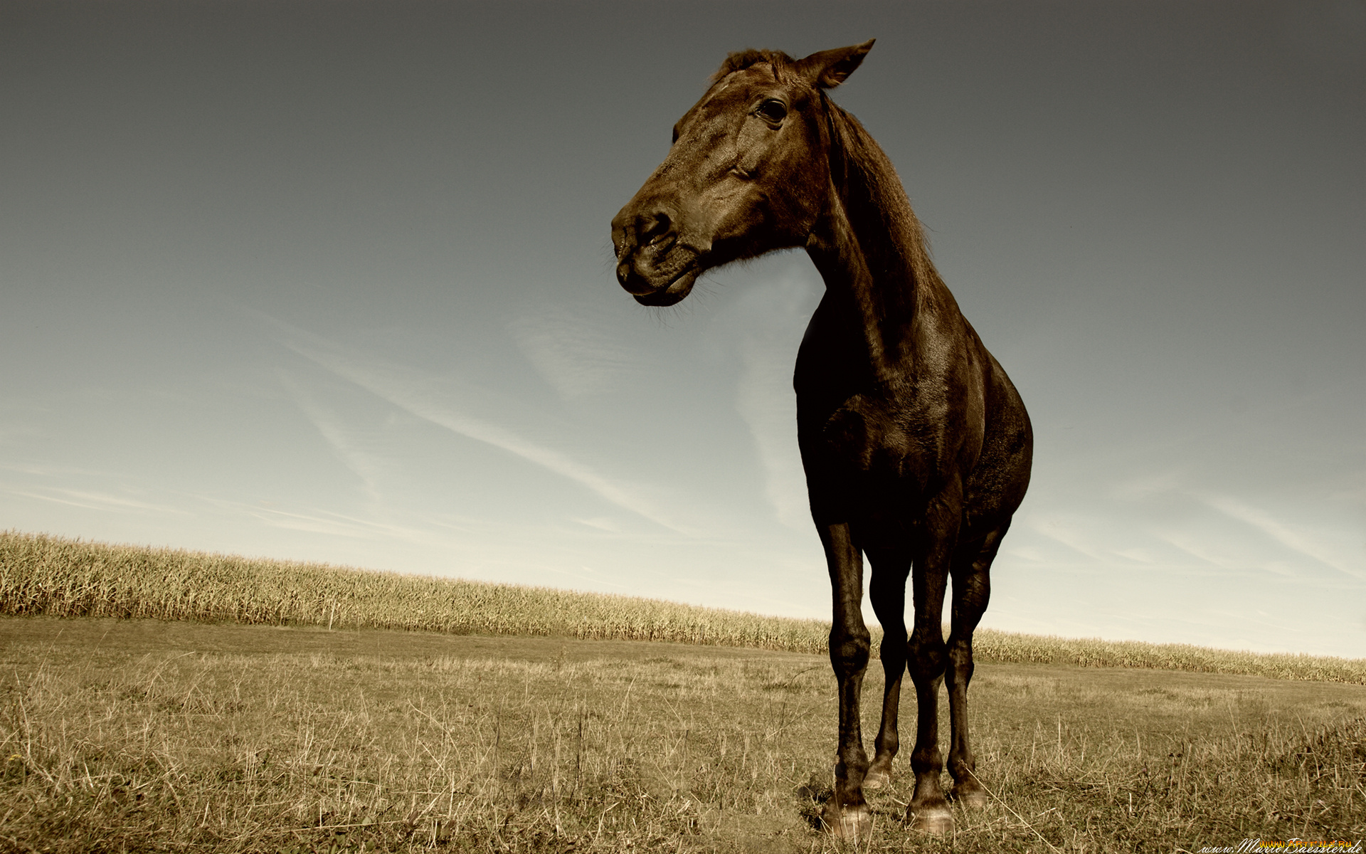 животные, лошади