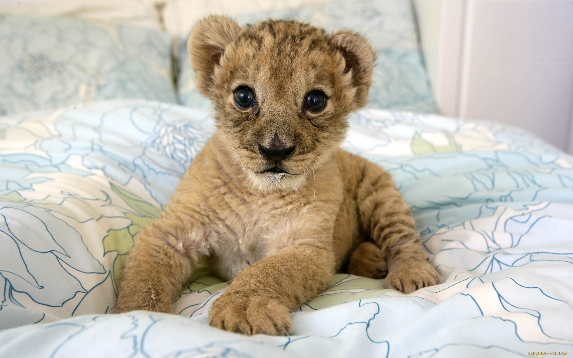 животные, львы