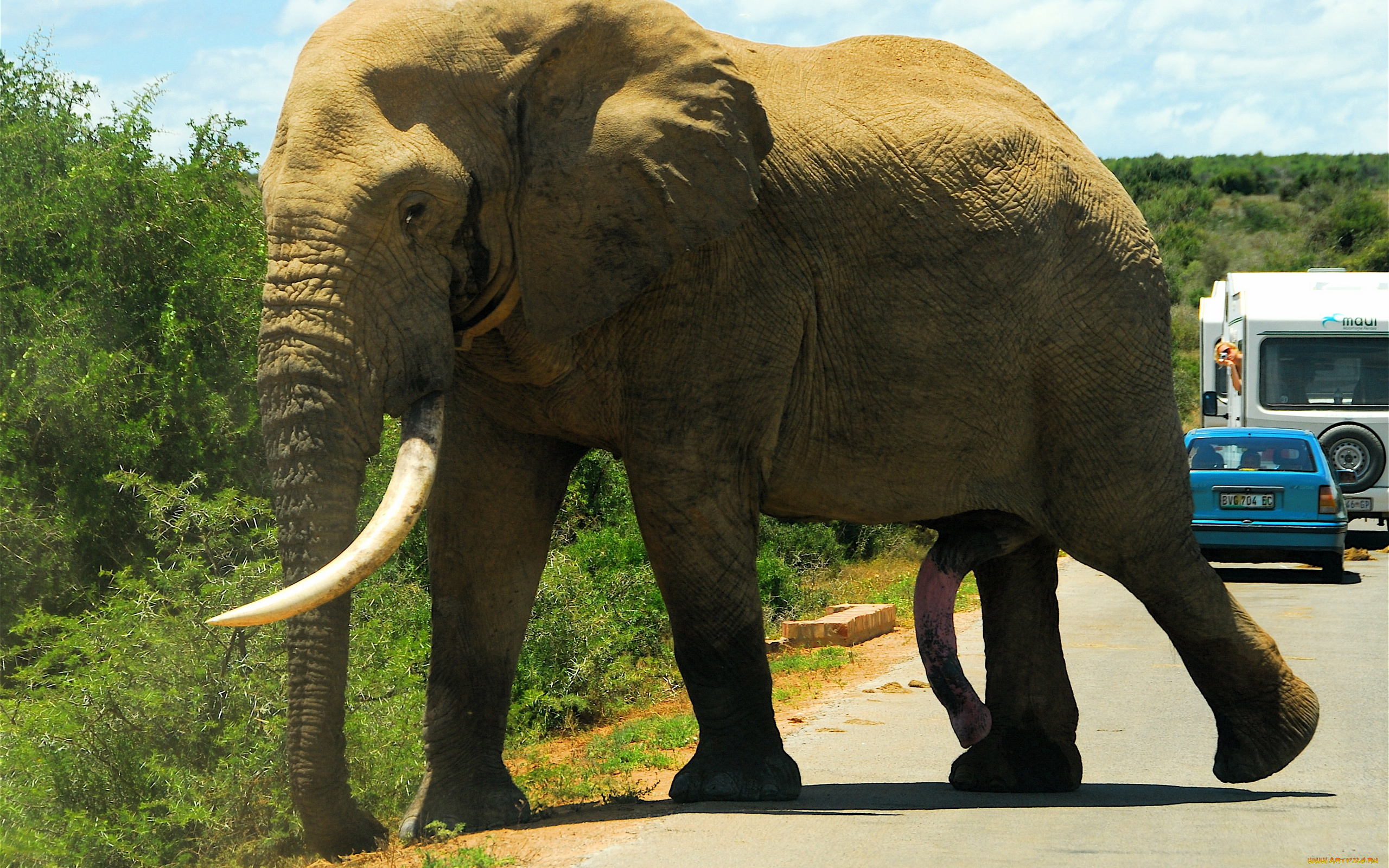 животные, слоны