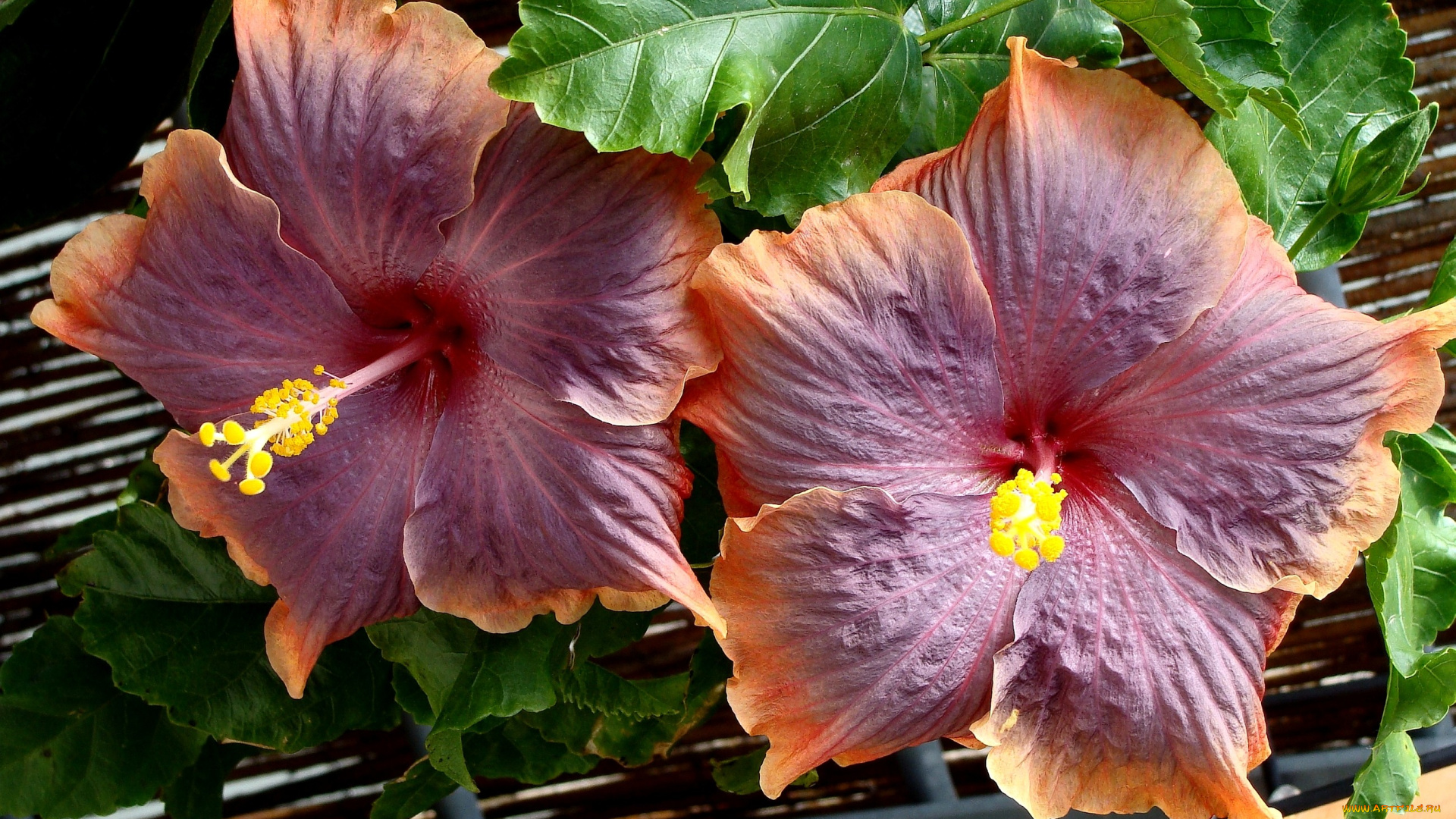 цветы, гибискусы, большой, лепестки, экзотика, бордовый