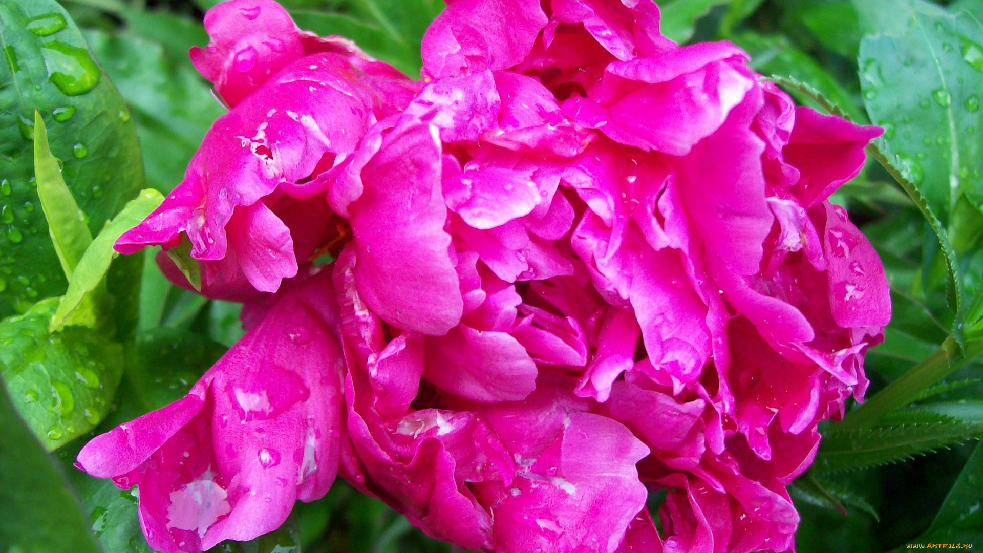 цветы, пионы, яркий, розовый, капли, вода