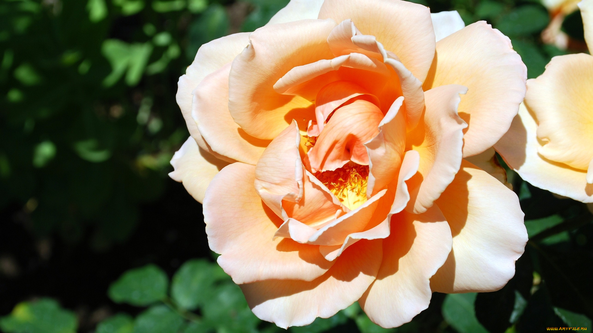 цветы, розы, кремовый, лепестки