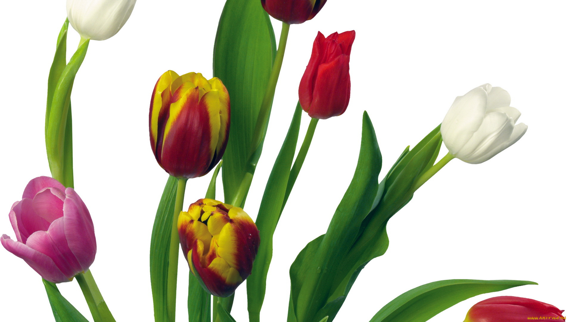 цветы, тюльпаны, разноцветные