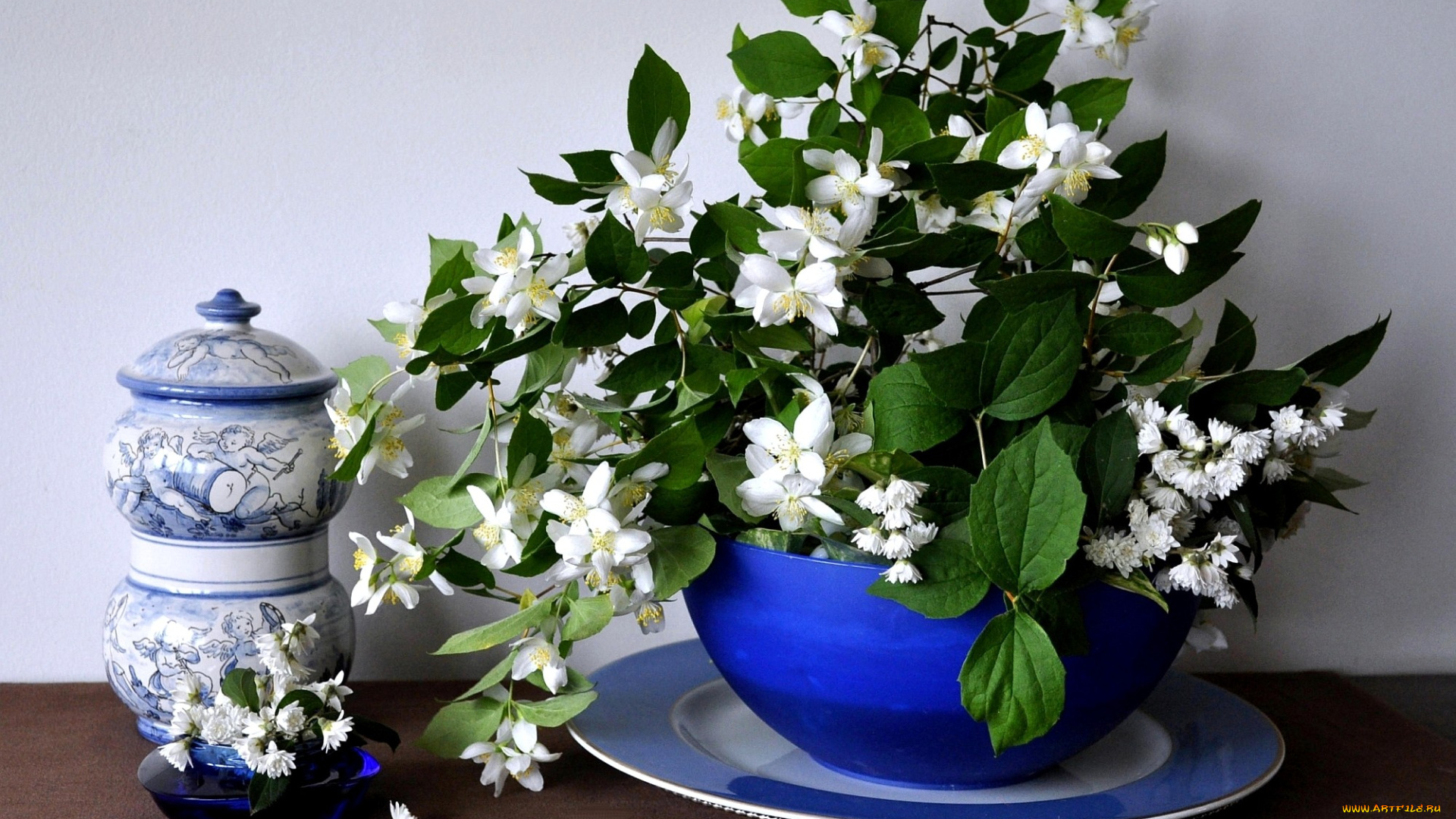 цветы, жасмин, ветки, синий, фарфор