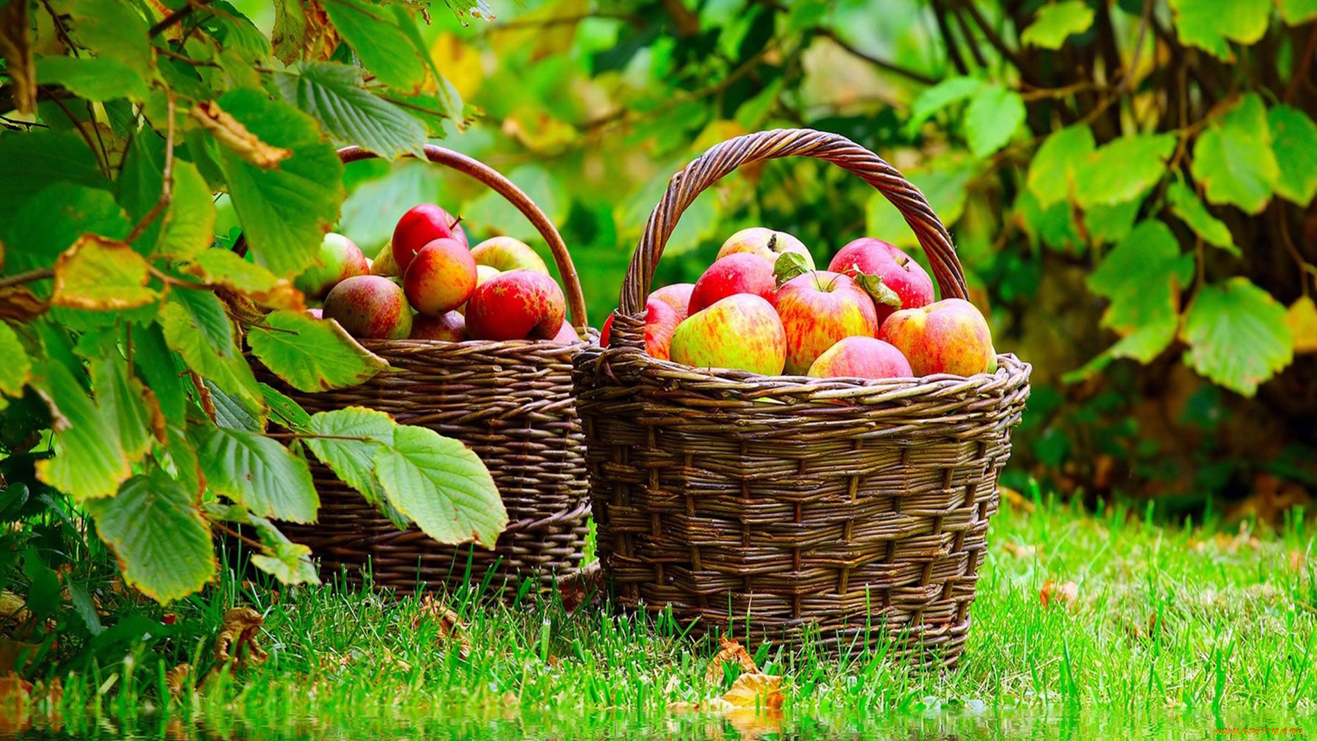 еда, Яблоки, корзина, спелые, лукошко, отражение, пруд