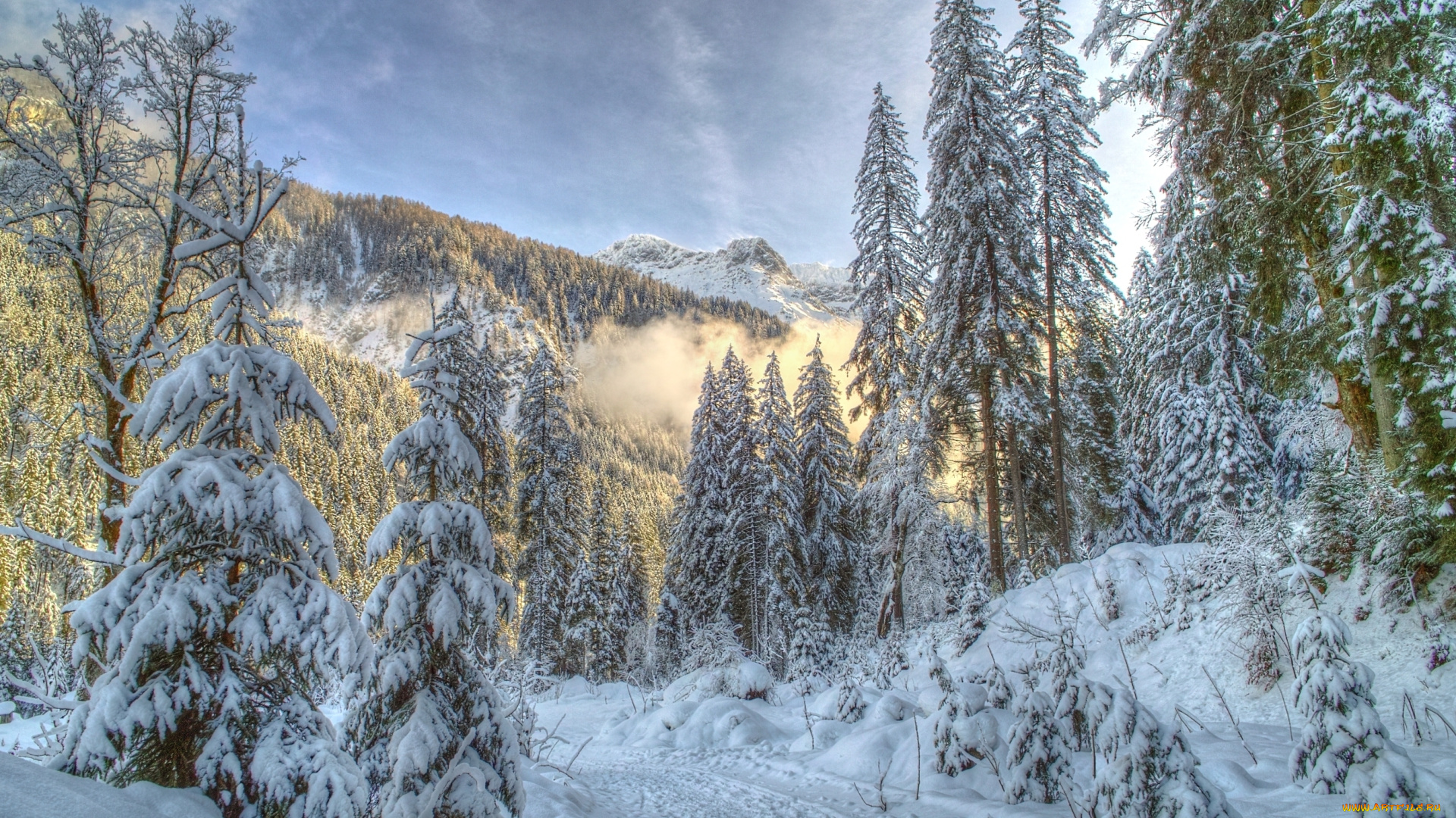 природа, зима, снег, ель, лес, деревья