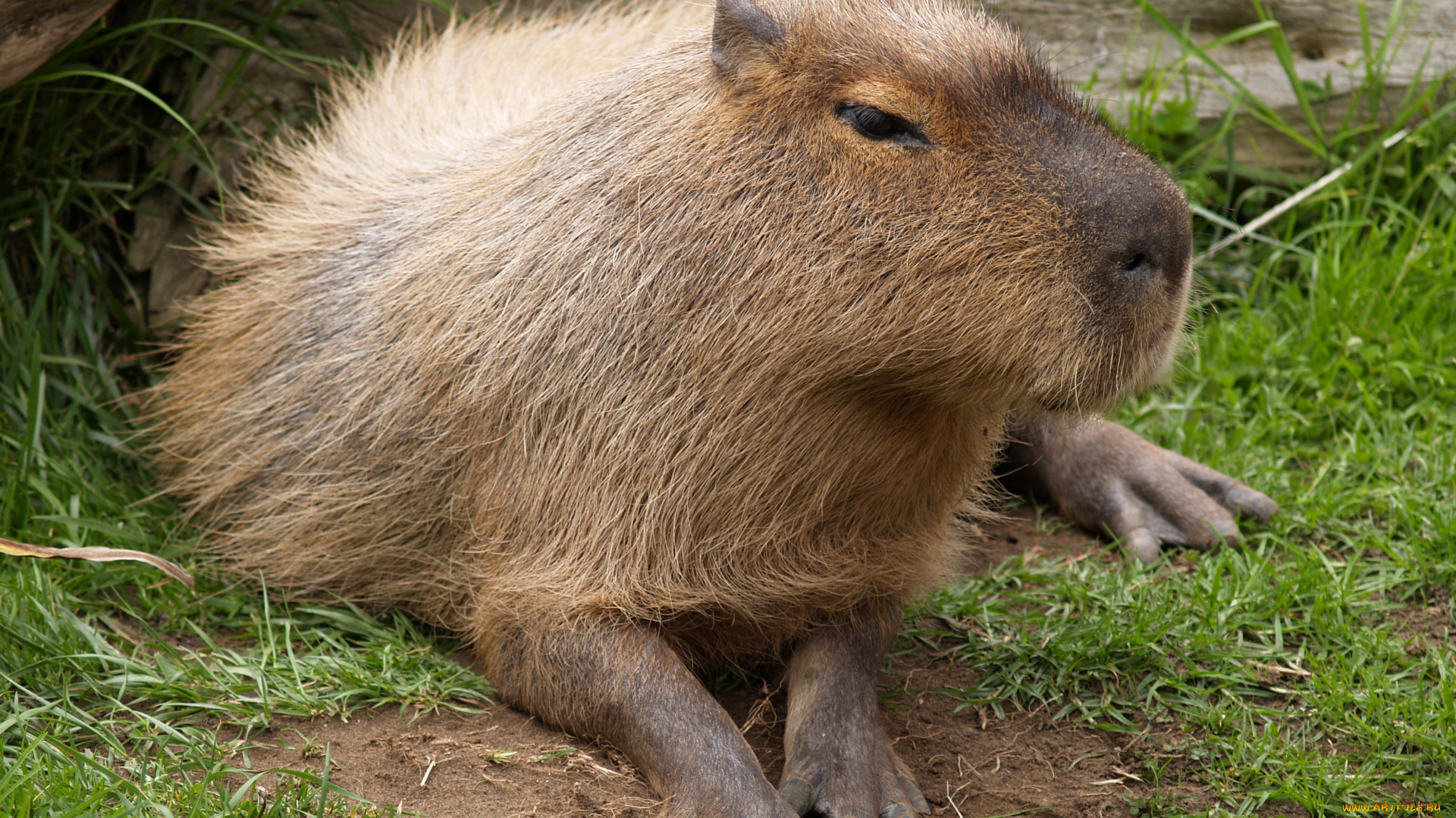 животные, капибары, капибара, грызун