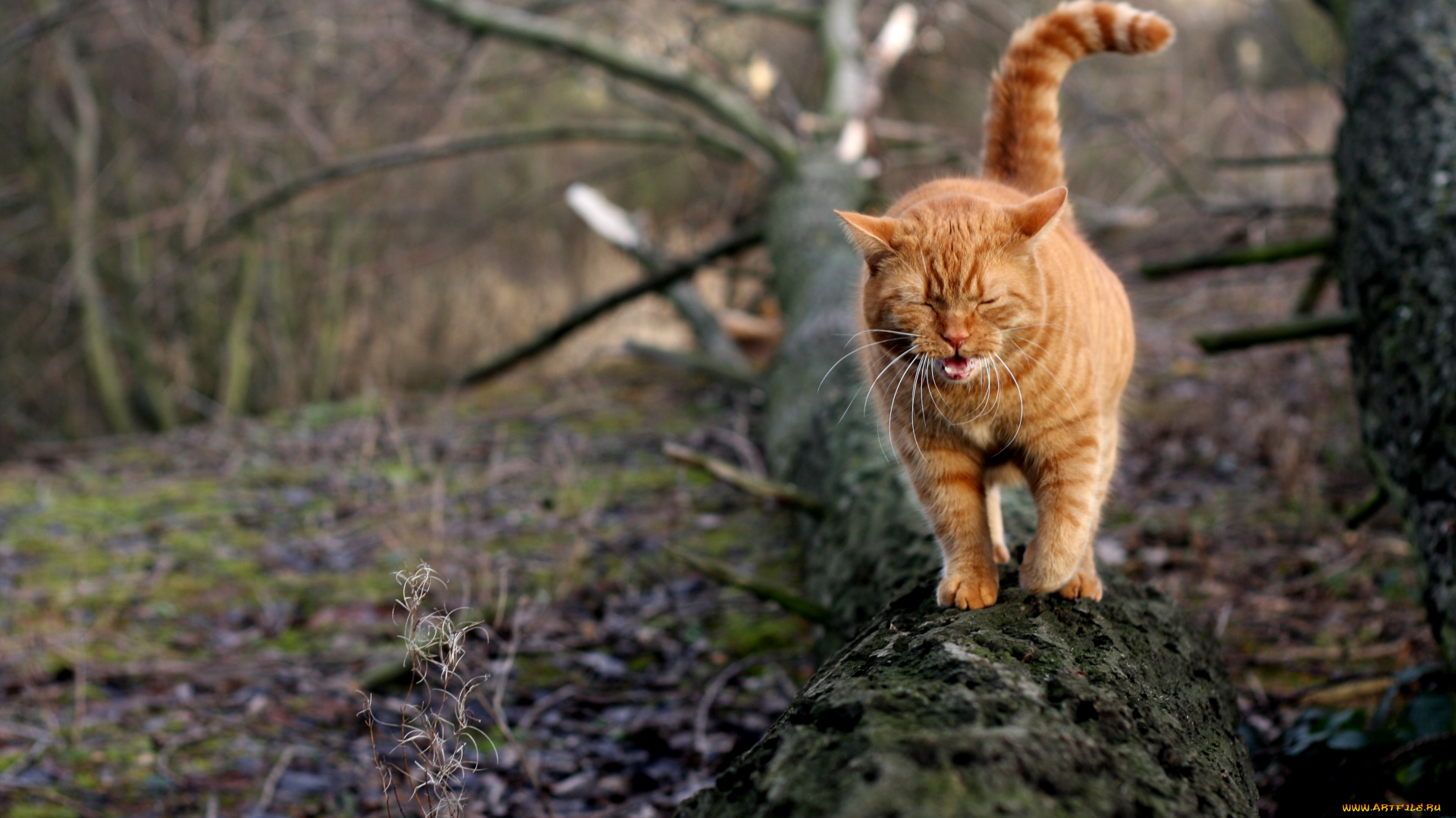 животные, коты, кот, кошка, ствол, дерево