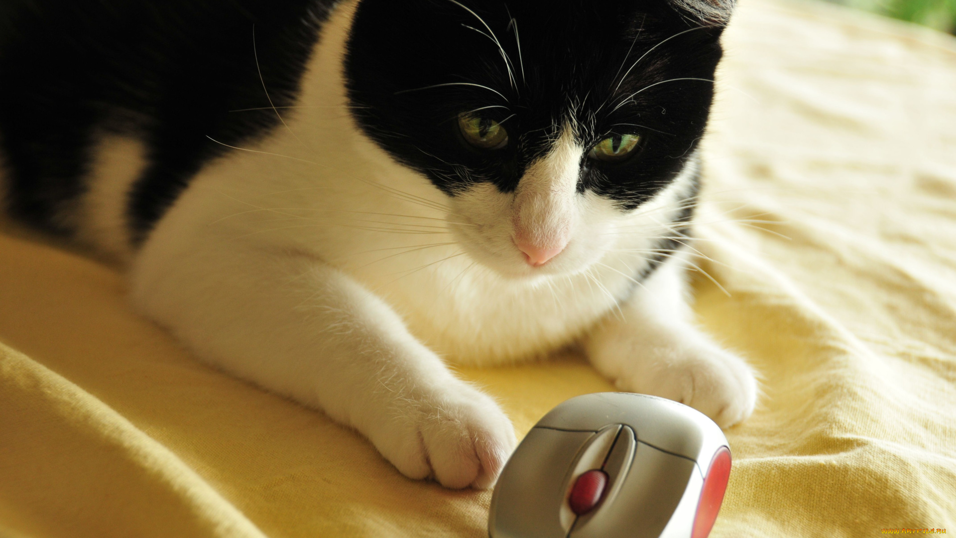 животные, коты, мышь