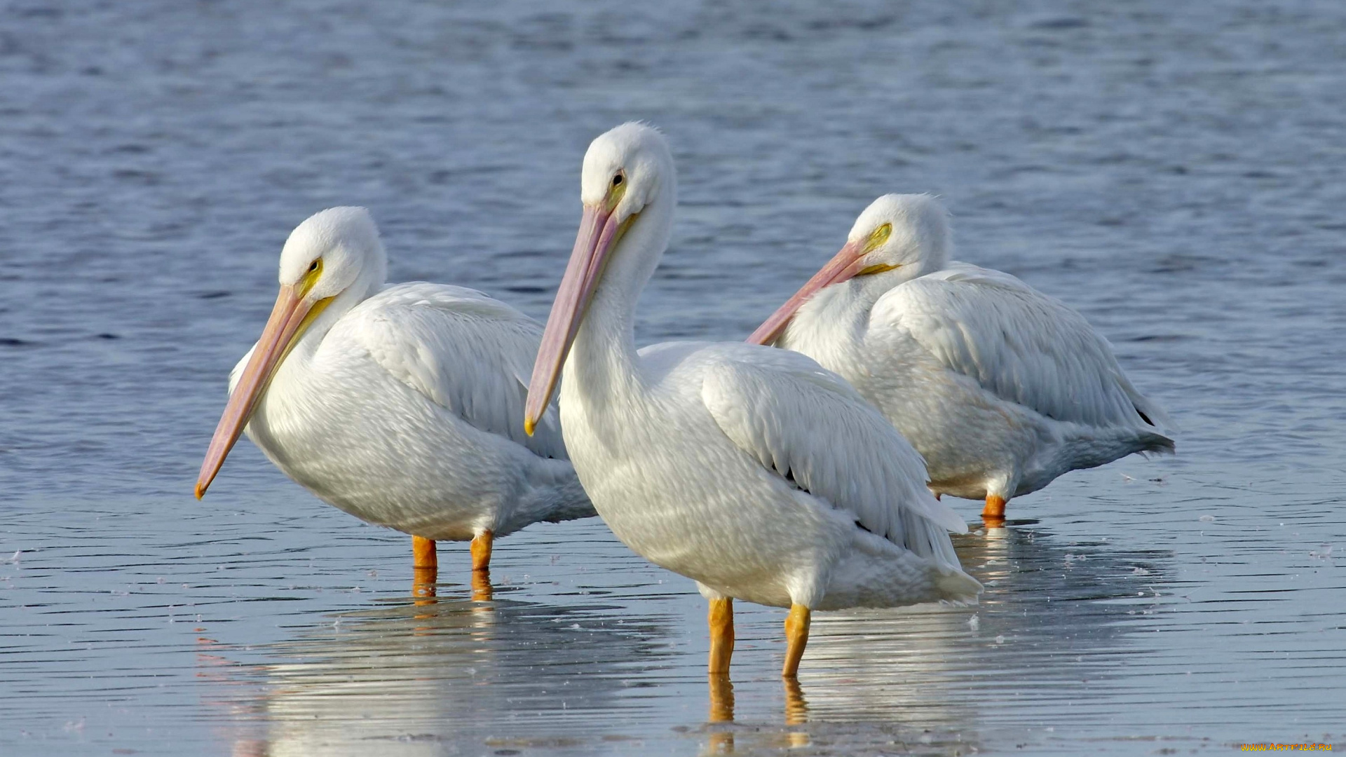 животные, пеликаны, белый, вода, клюв