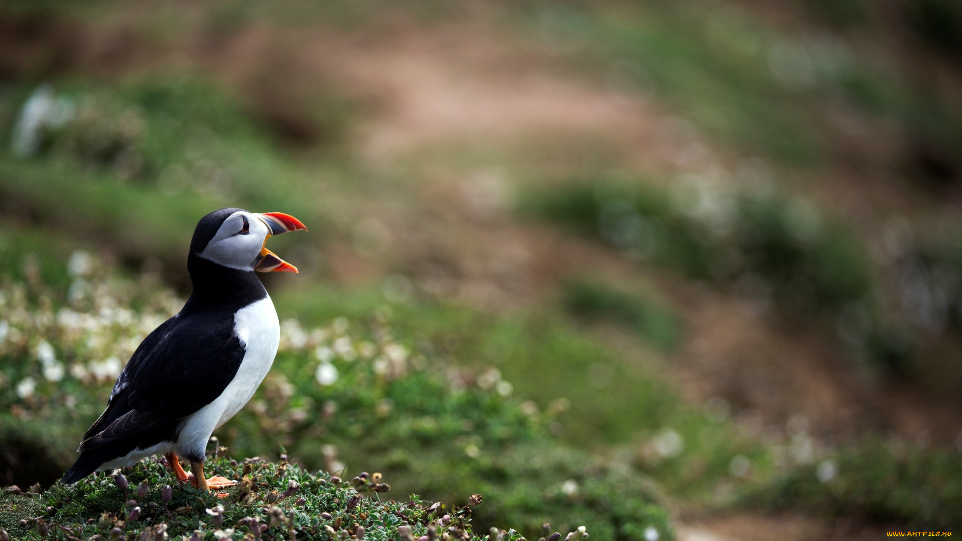 животные, тупики, птица, тупик