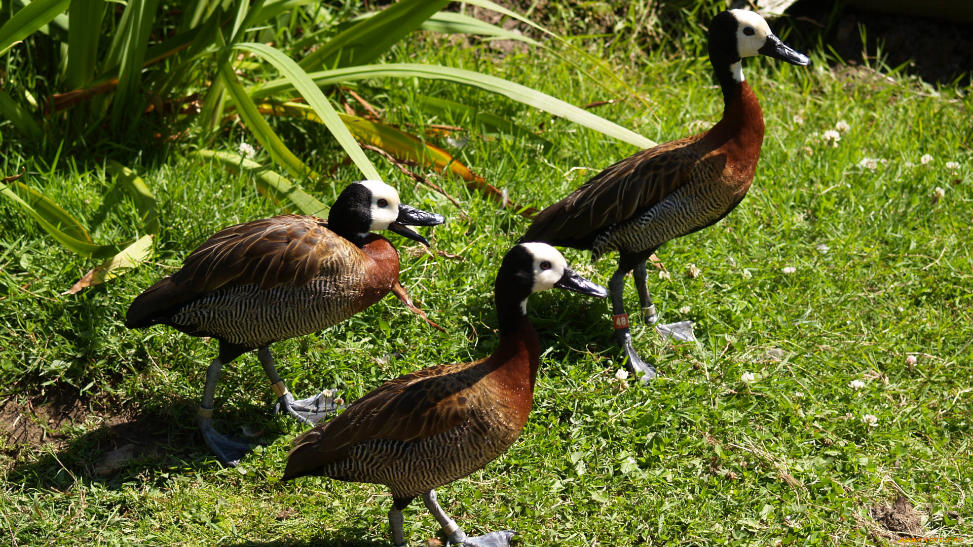 животные, утки, утята, утка