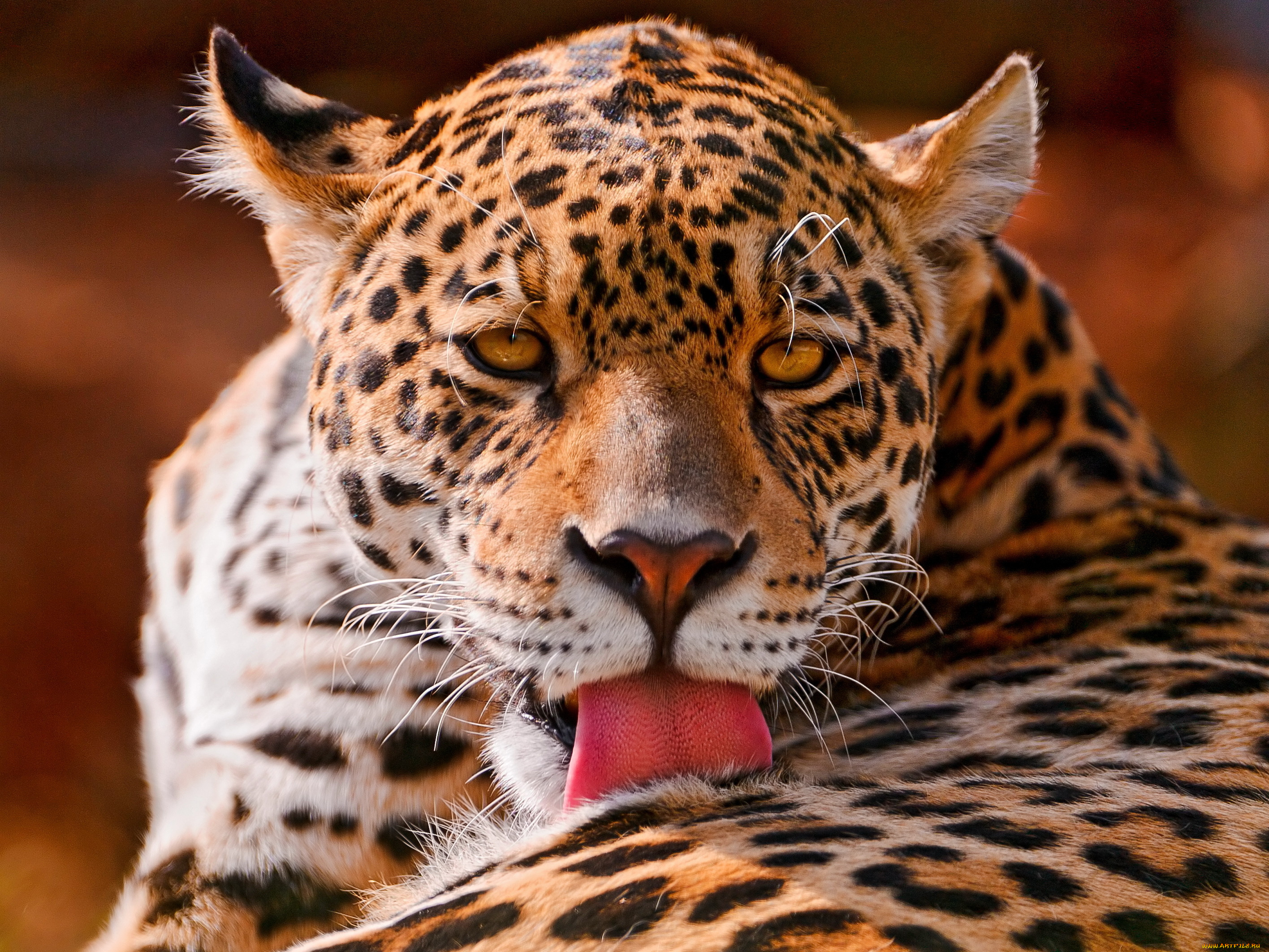 животные, Ягуары, ягуар, язык