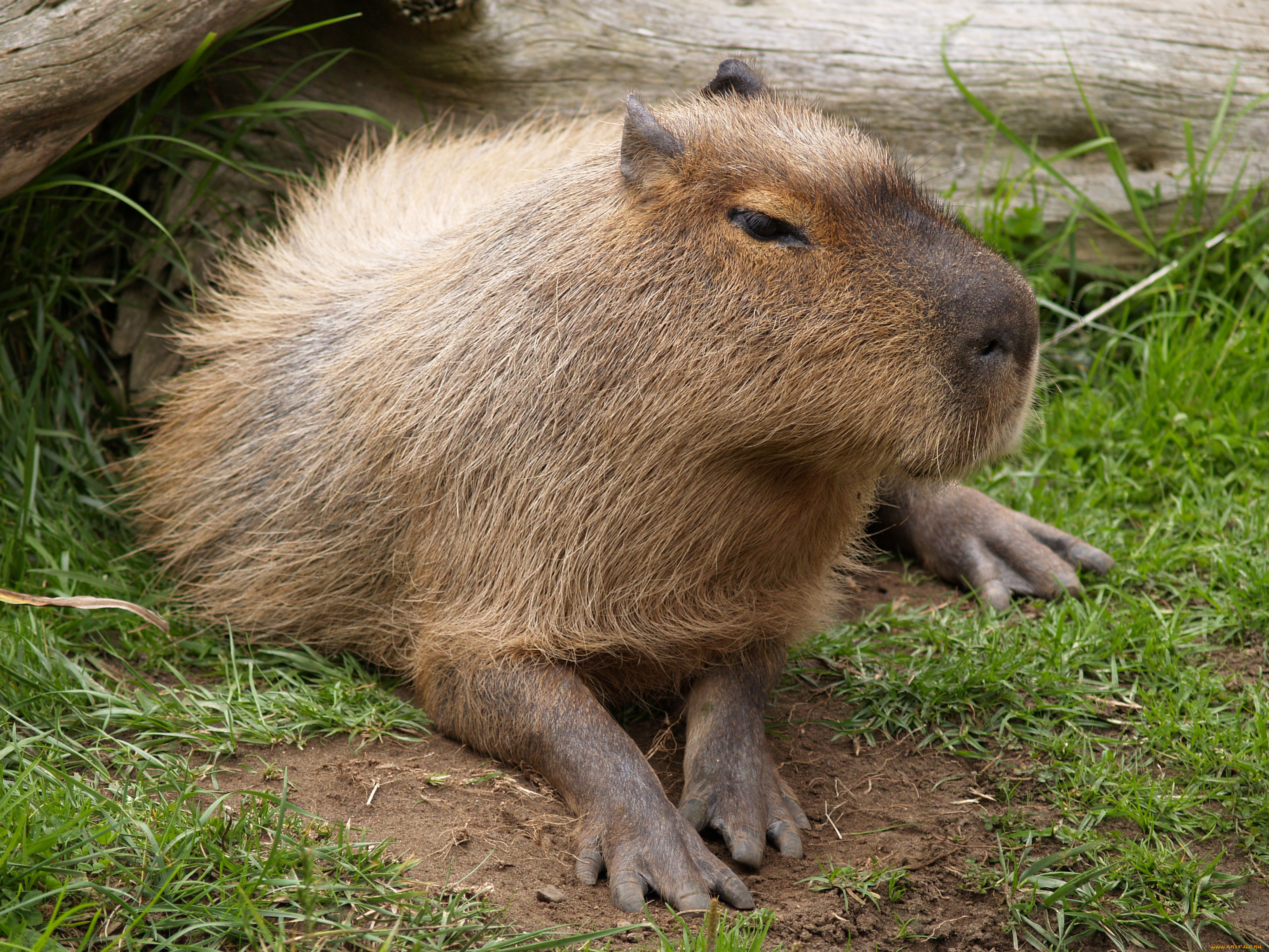 животные, капибары, капибара, грызун