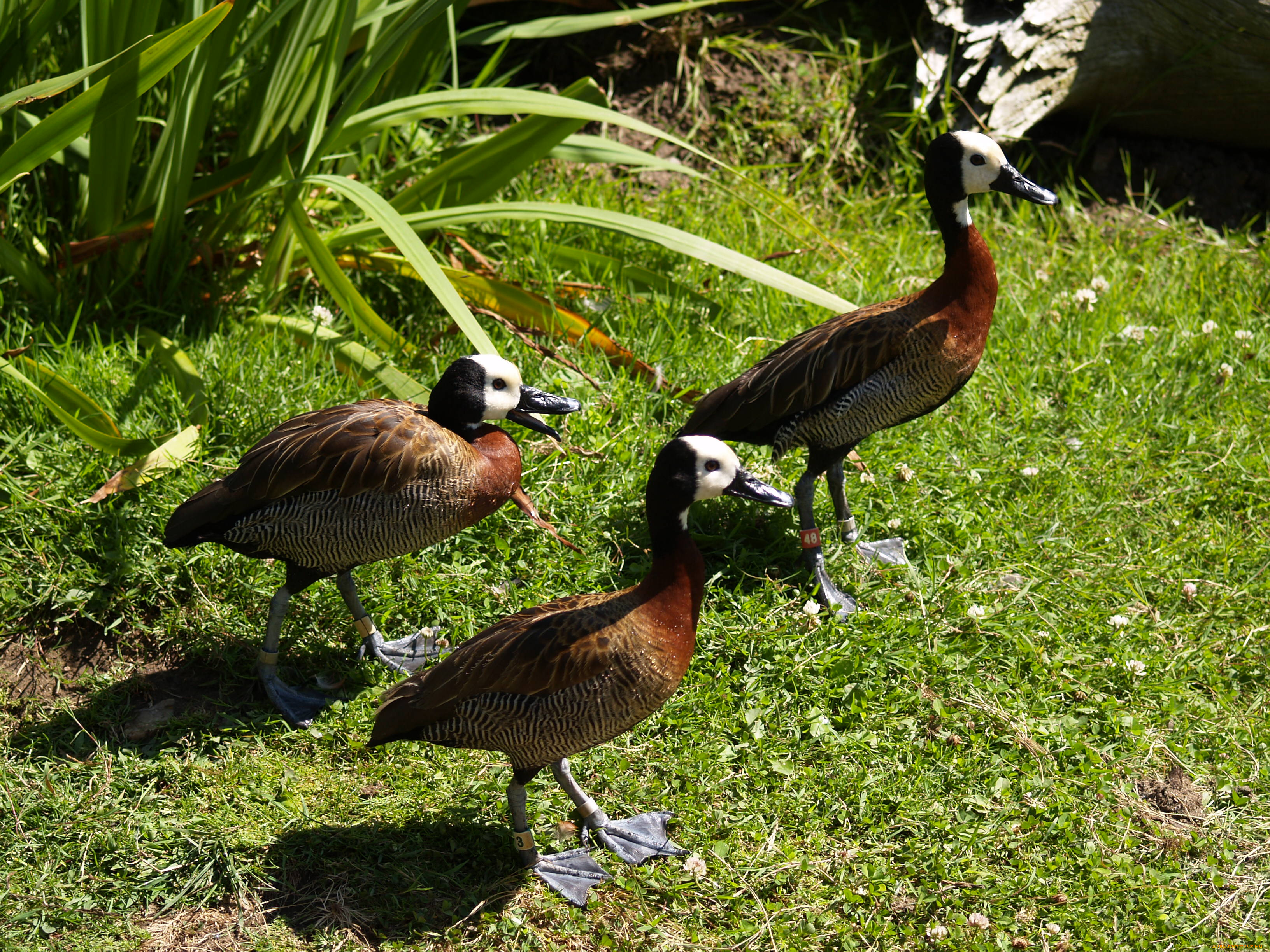 животные, утки, утята, утка