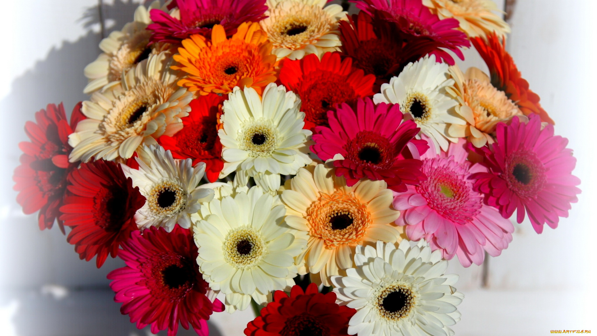 цветы, герберы