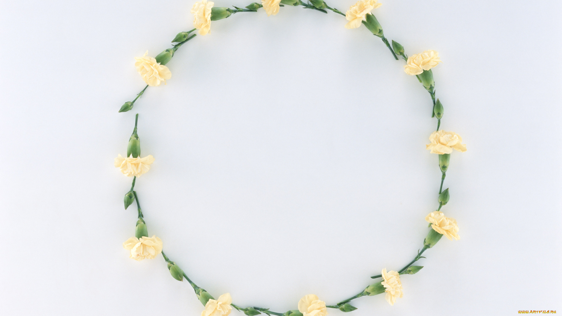 цветы, гвоздики, бутоны