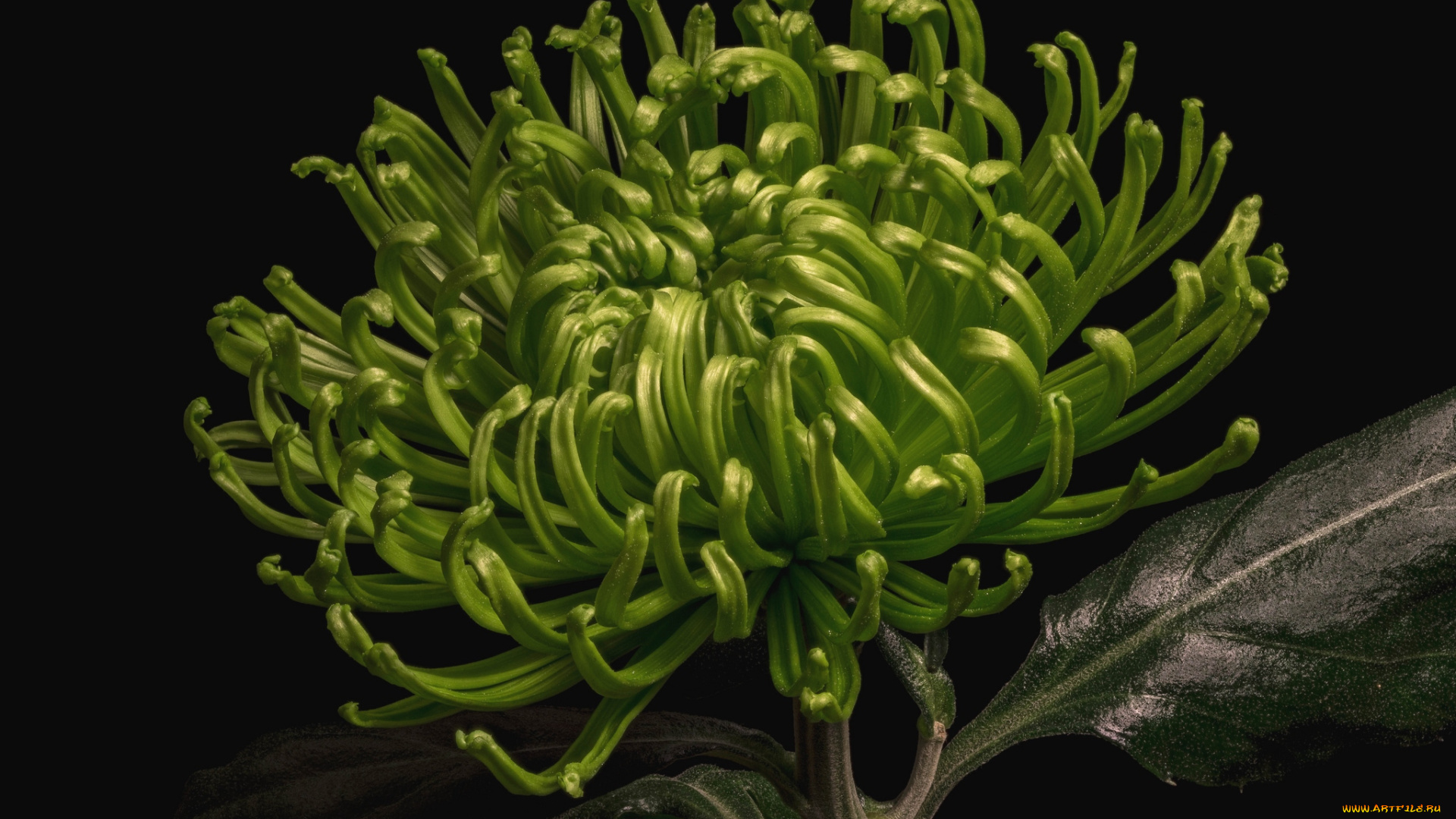 цветы, хризантемы, зеленый, макро