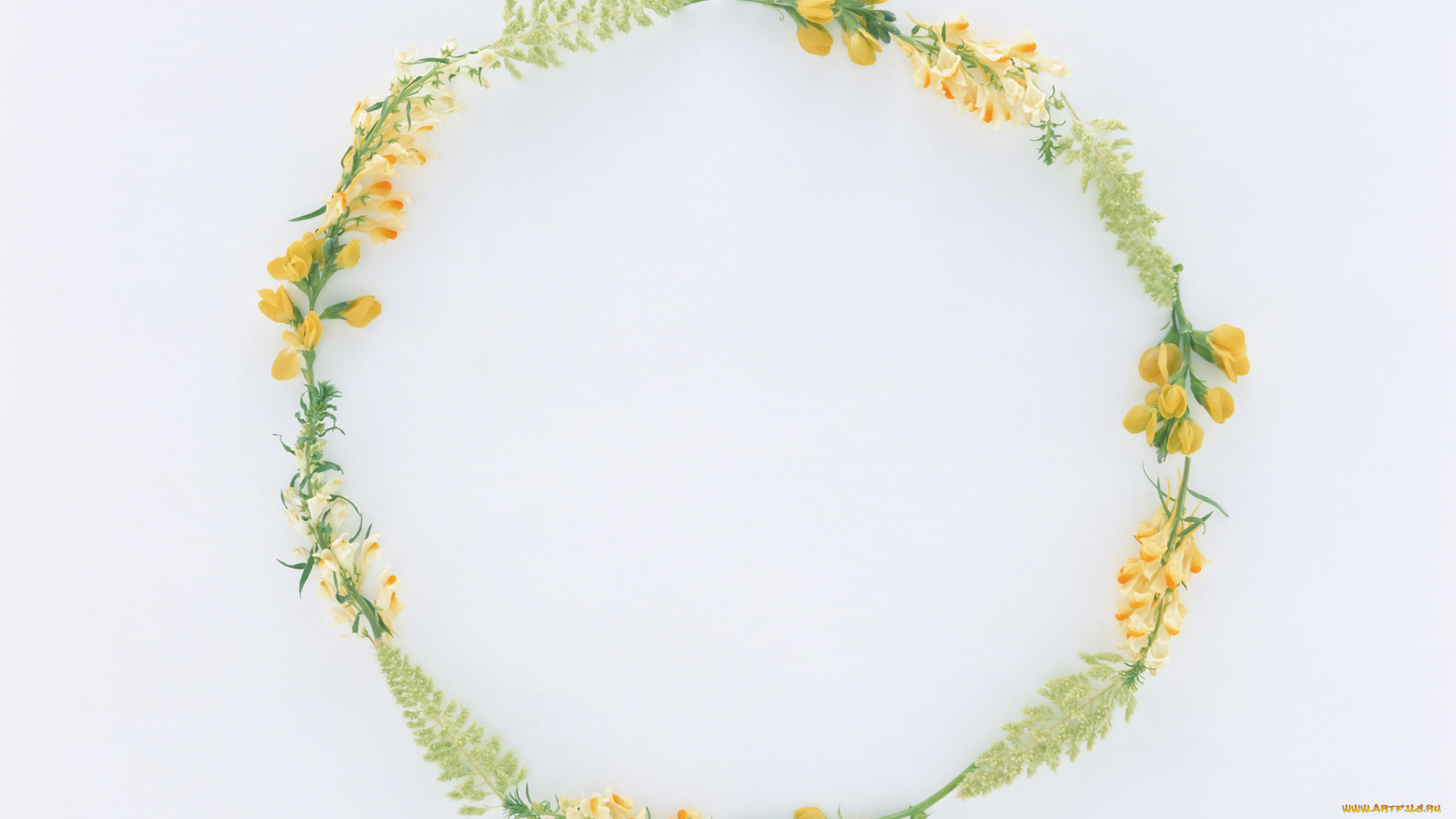 цветы, разные, вместе, бутоны