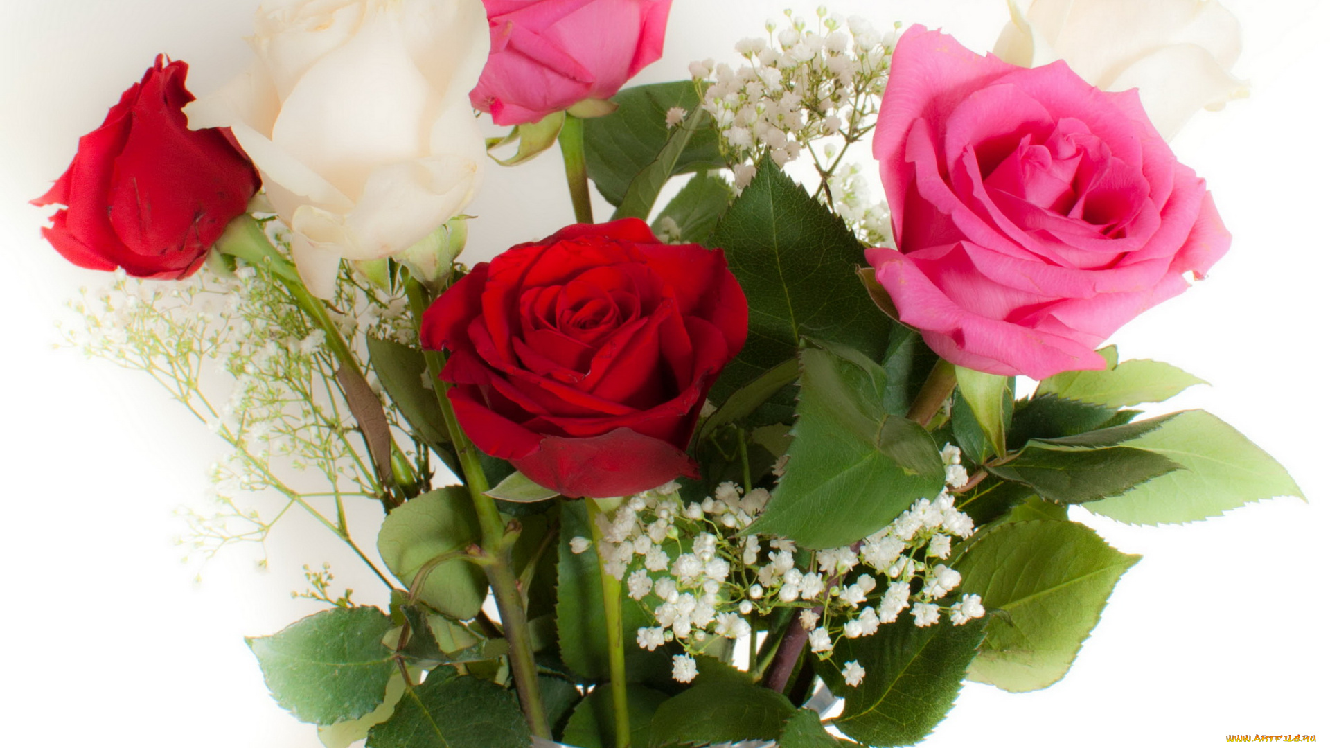 цветы, розы