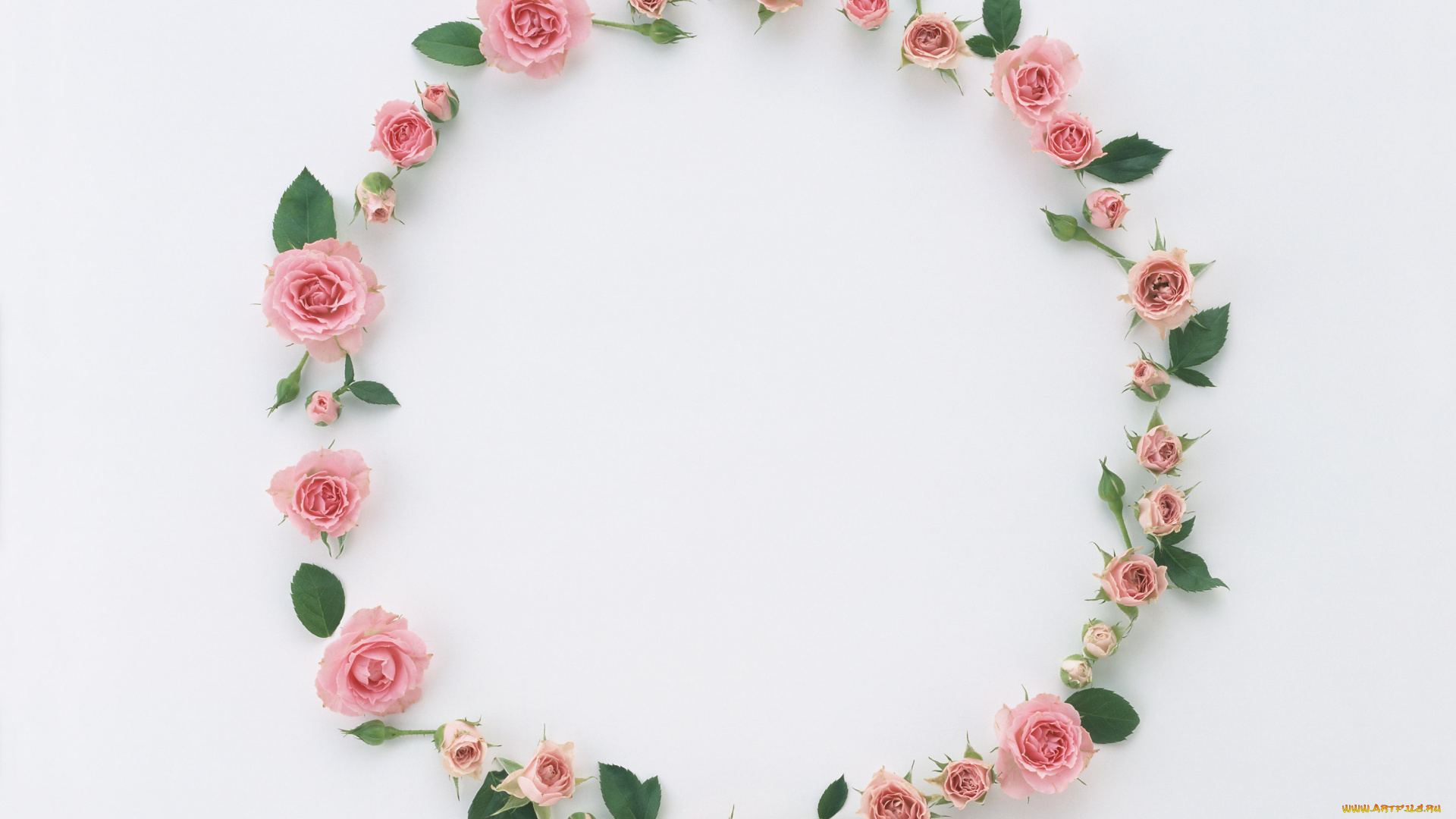 цветы, розы, бутоны