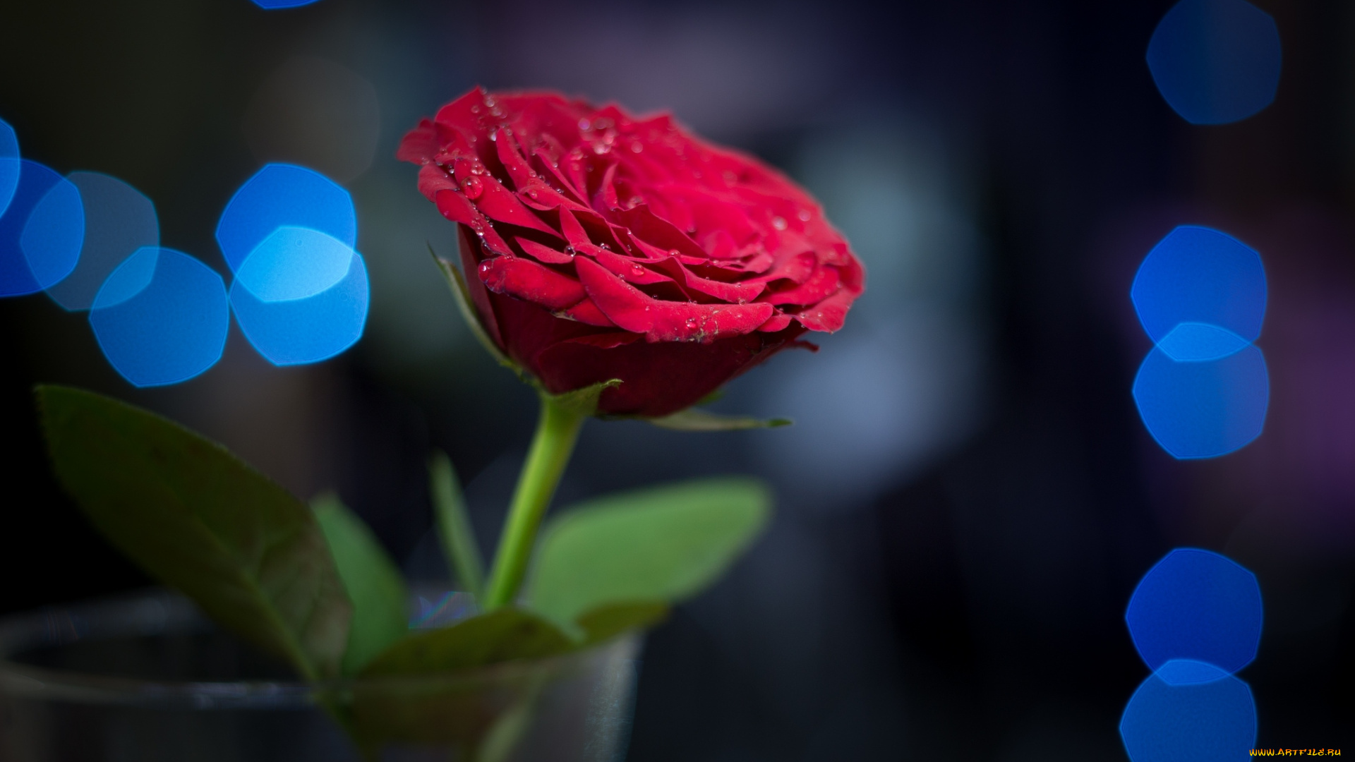 цветы, розы, красный