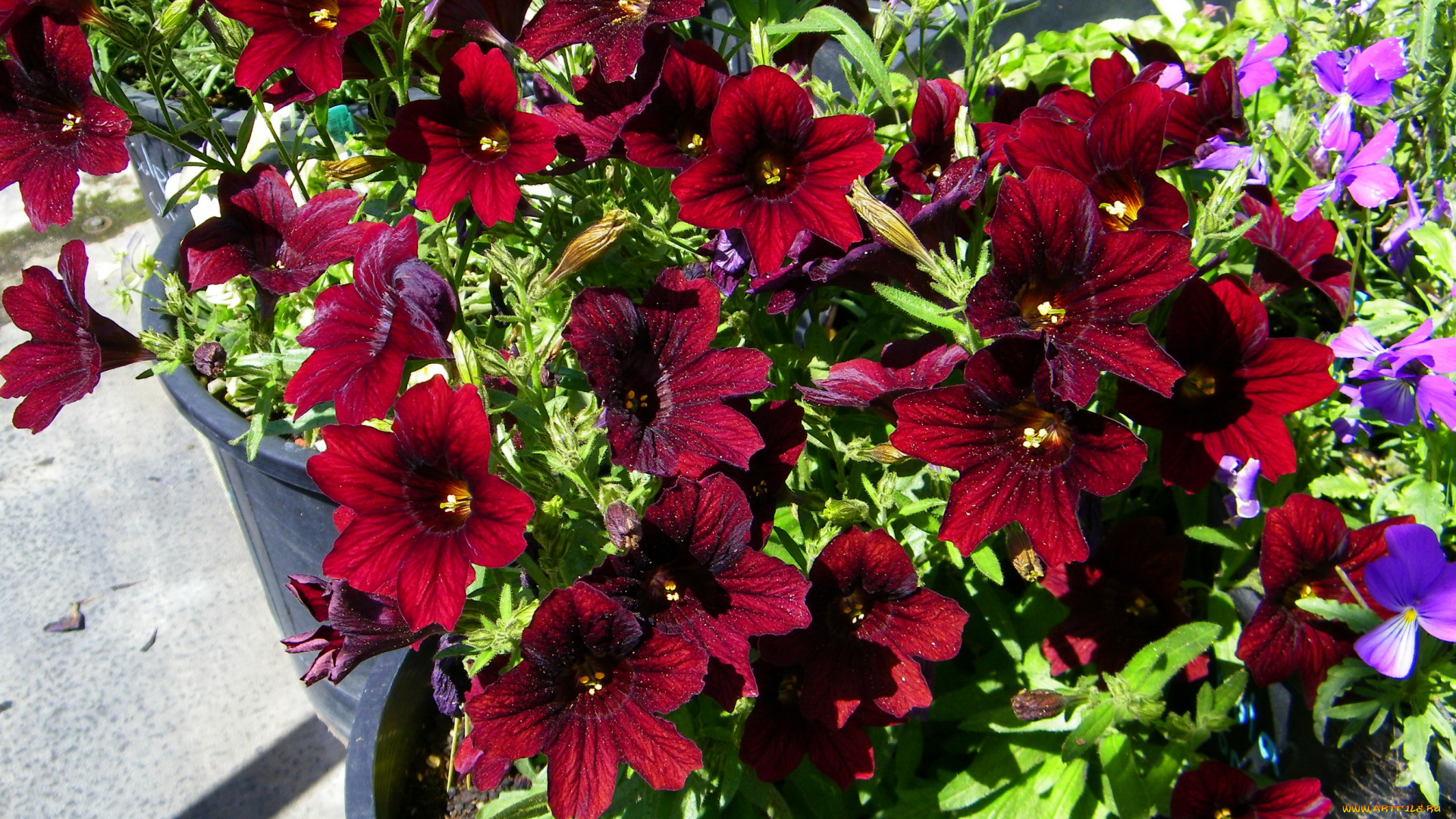 цветы, сальпиглоссис