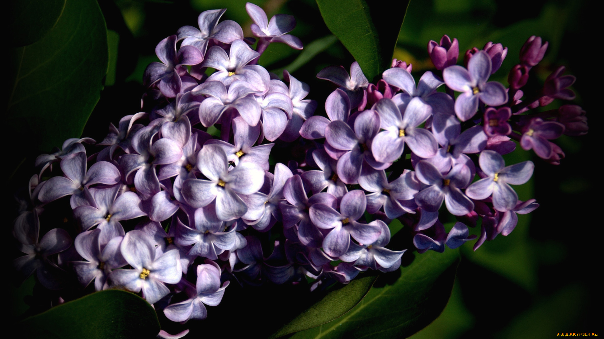 цветы, сирень, грозди