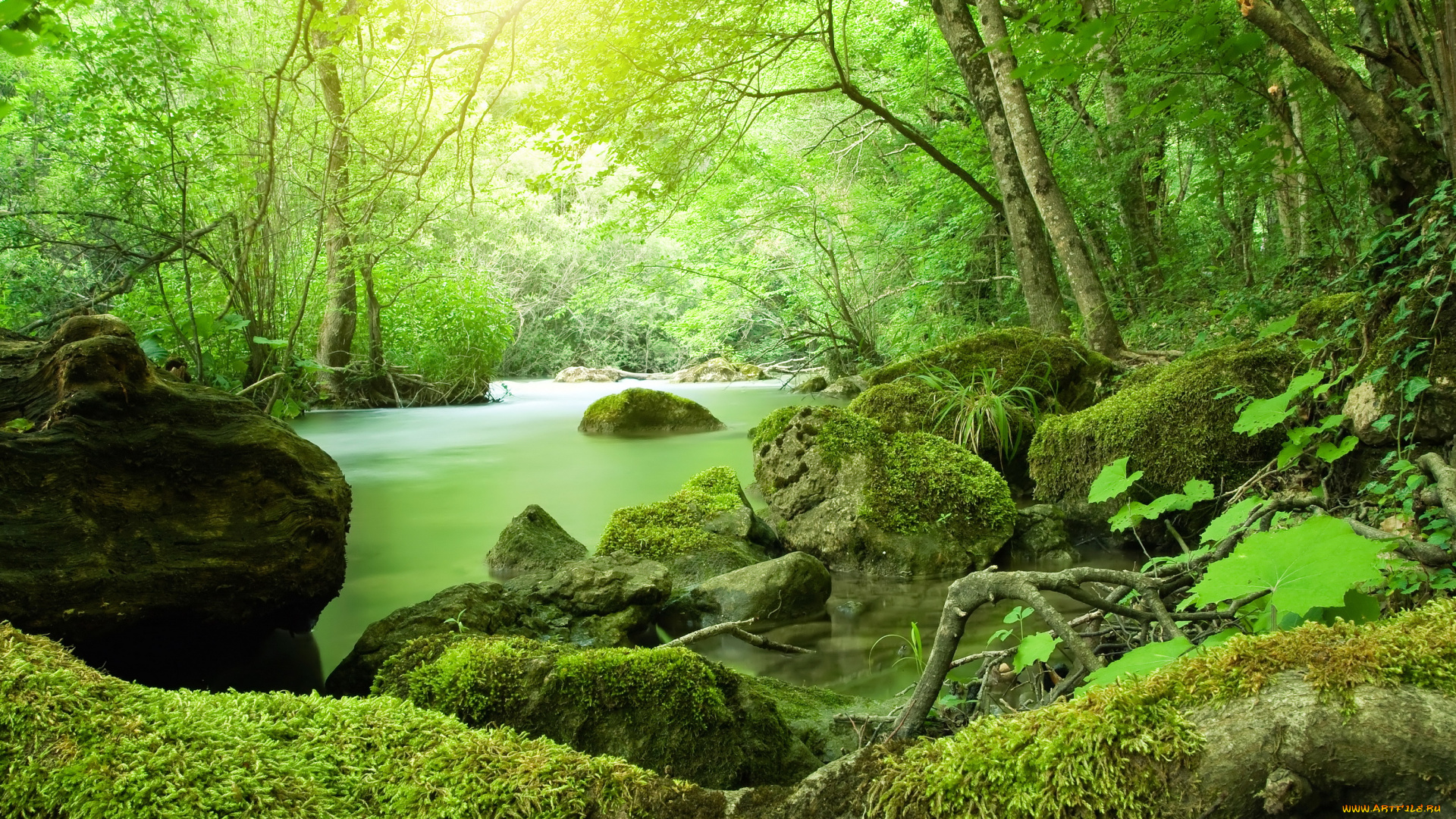 природа, реки, озера, лес, река