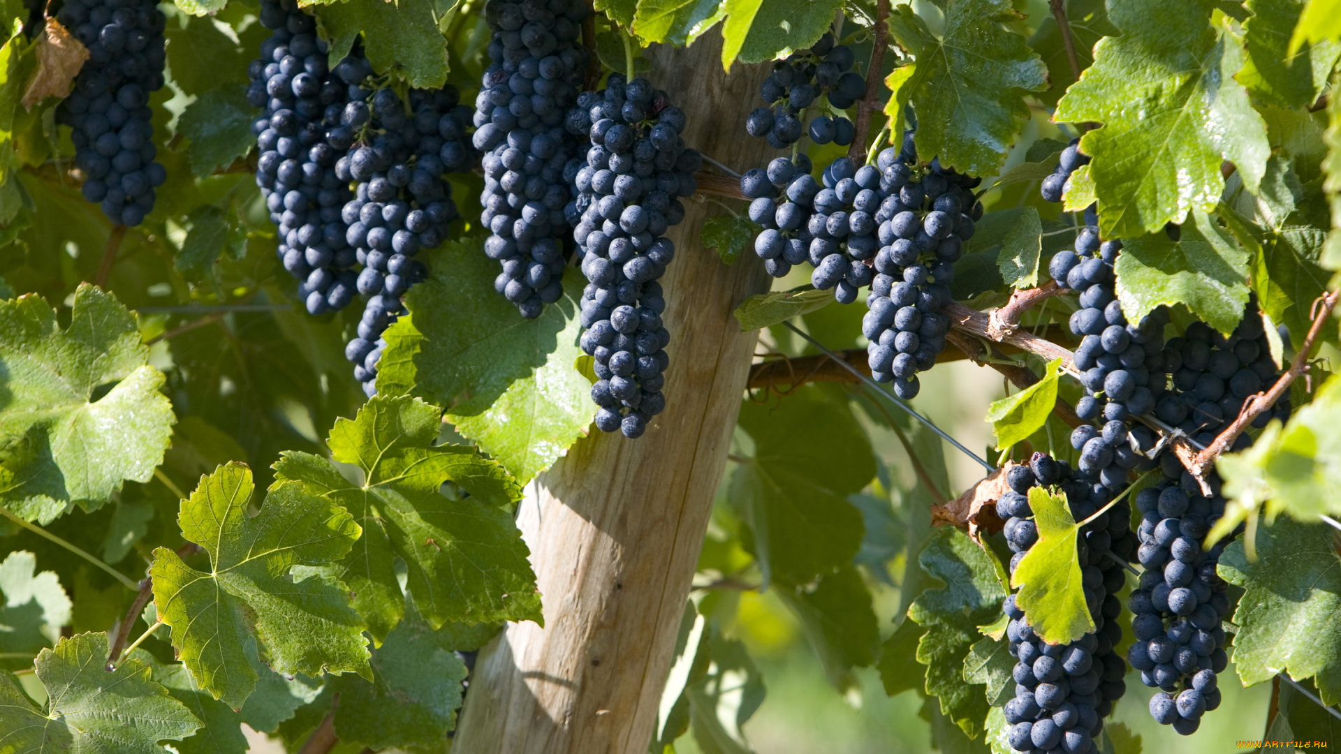 природа, Ягоды, виноград, лоза