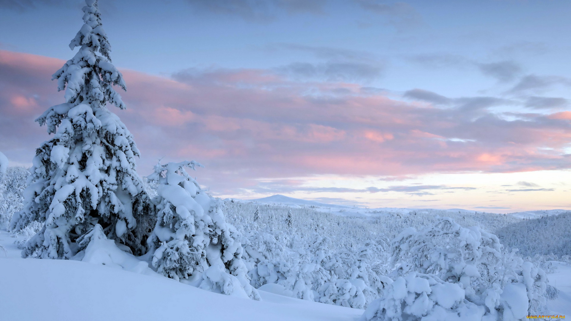 природа, зима, ели, снег, пейзаж, закат
