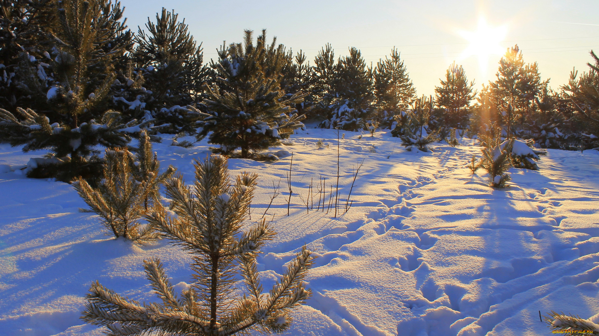 природа, зима, снег, елки