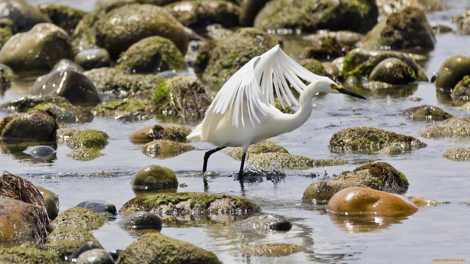 животные, цапли, цапля, вода, камни
