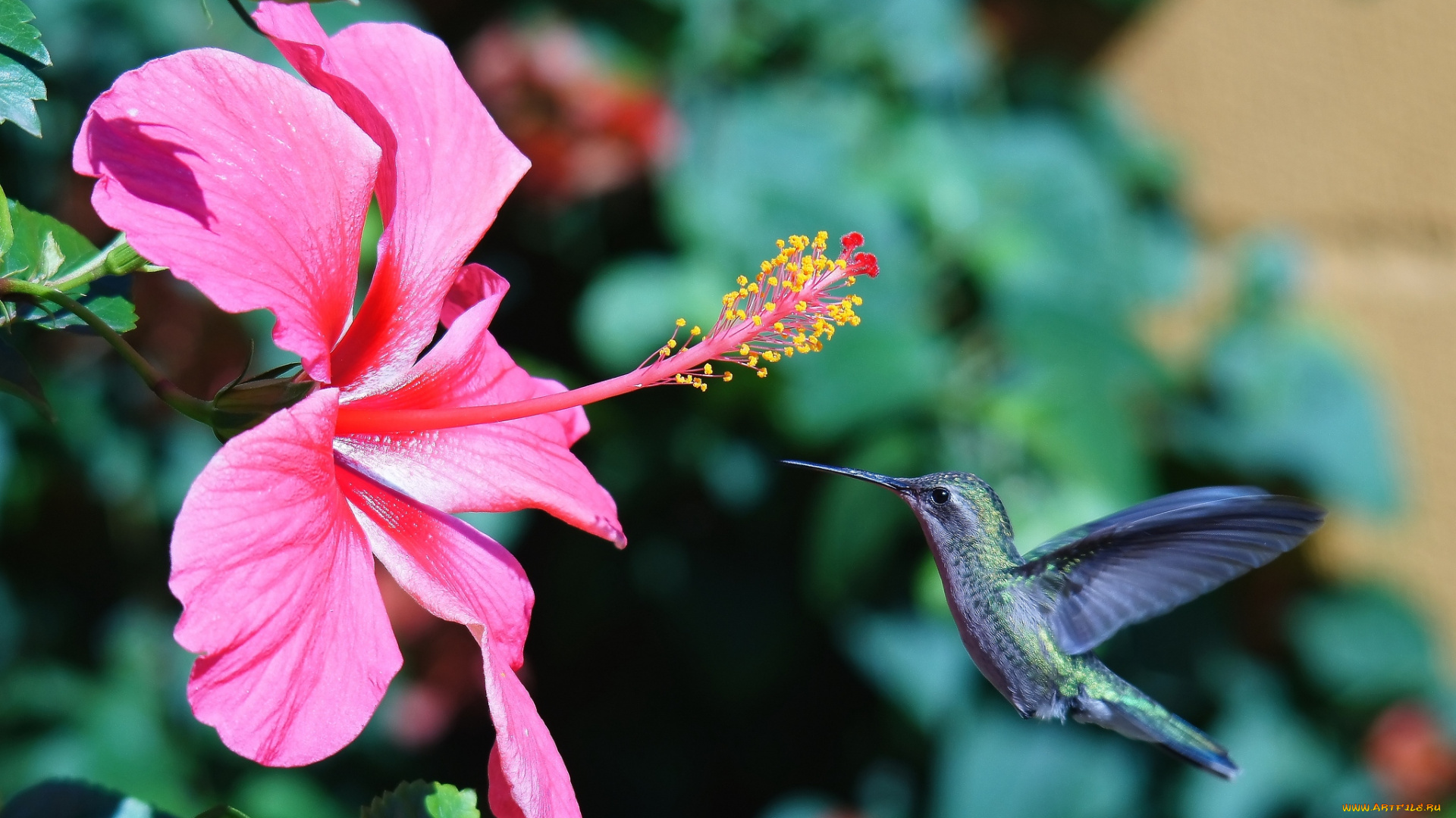 животные, колибри, гибискус, полет, кроха