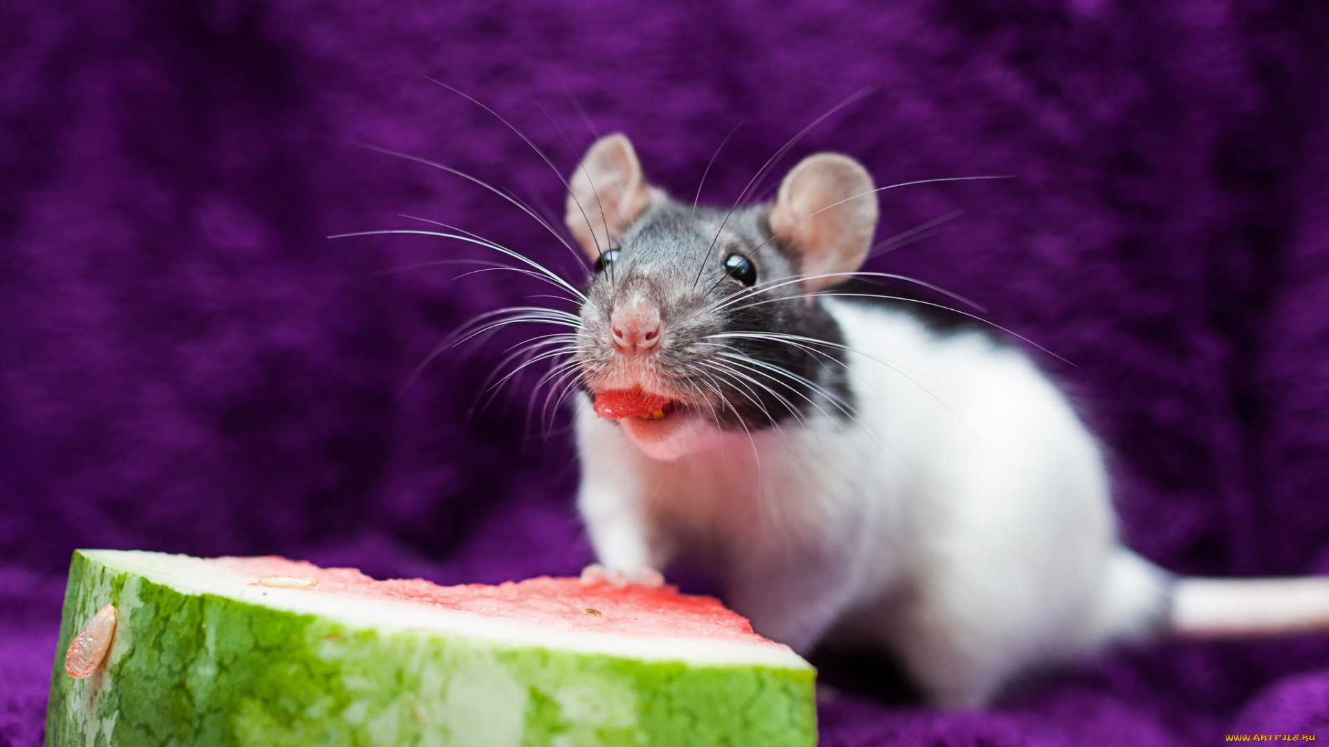 животные, крысы, мыши, крыса, арбуз
