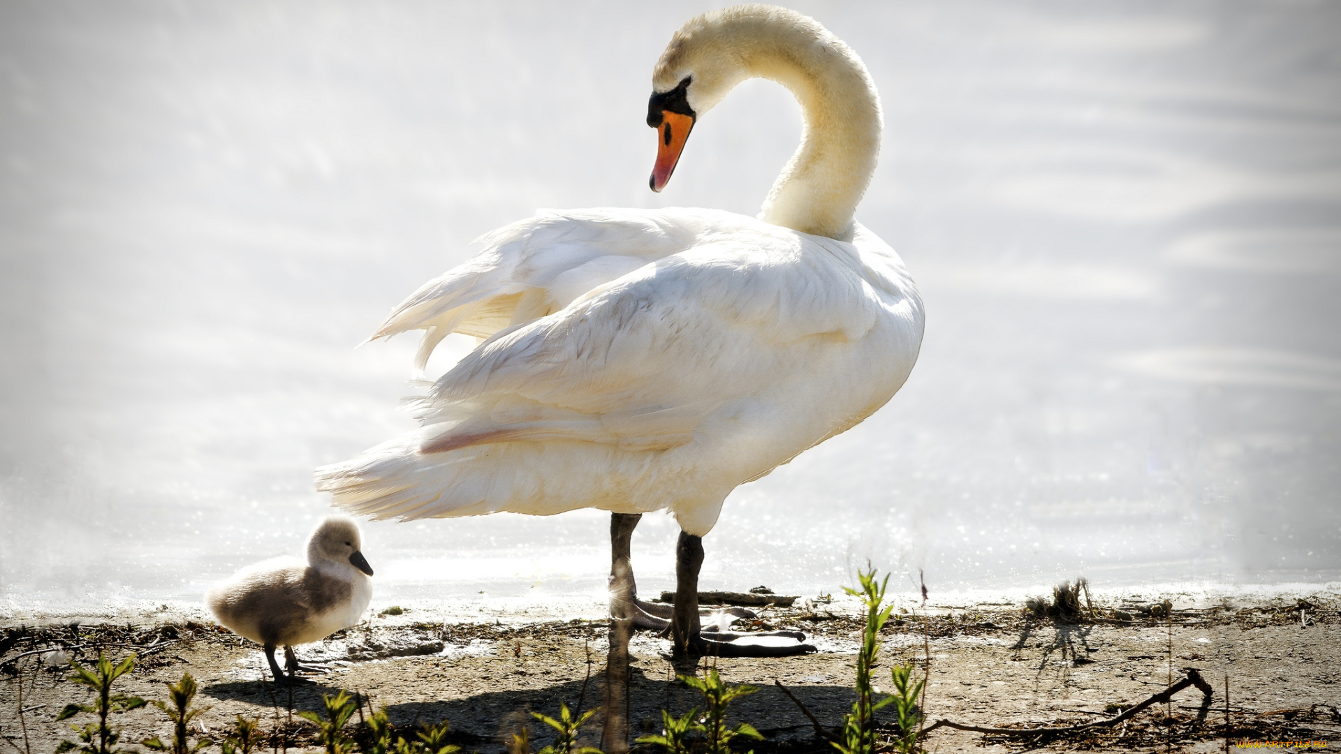 животные, лебеди, малыш, шипун, белый