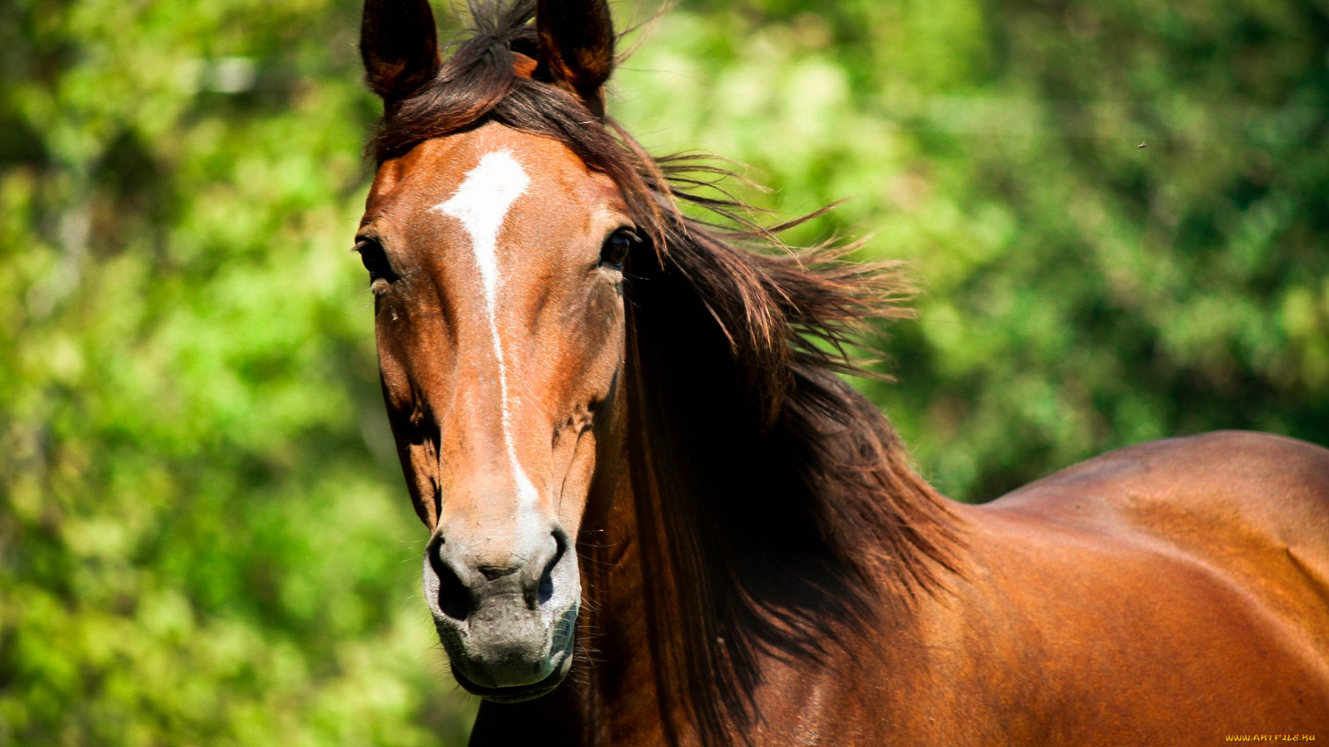 животные, лошади, гнедой, грива