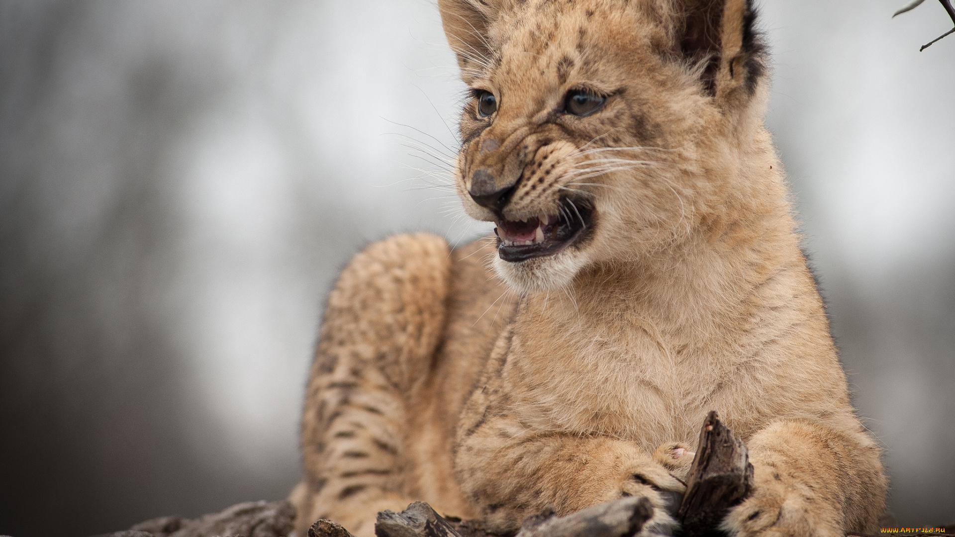животные, львы, рык, львенок