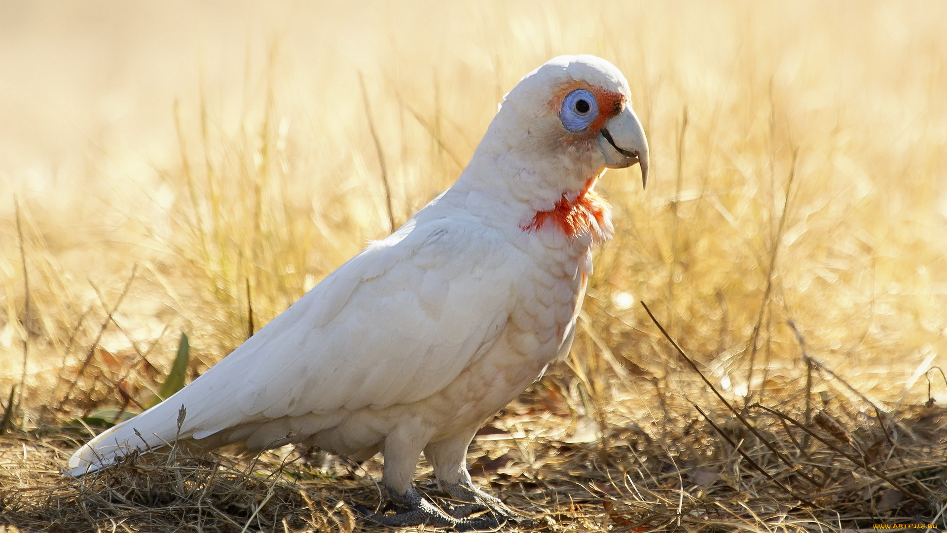 животные, попугаи, long-billed, corella, cacatua, tenuirostris