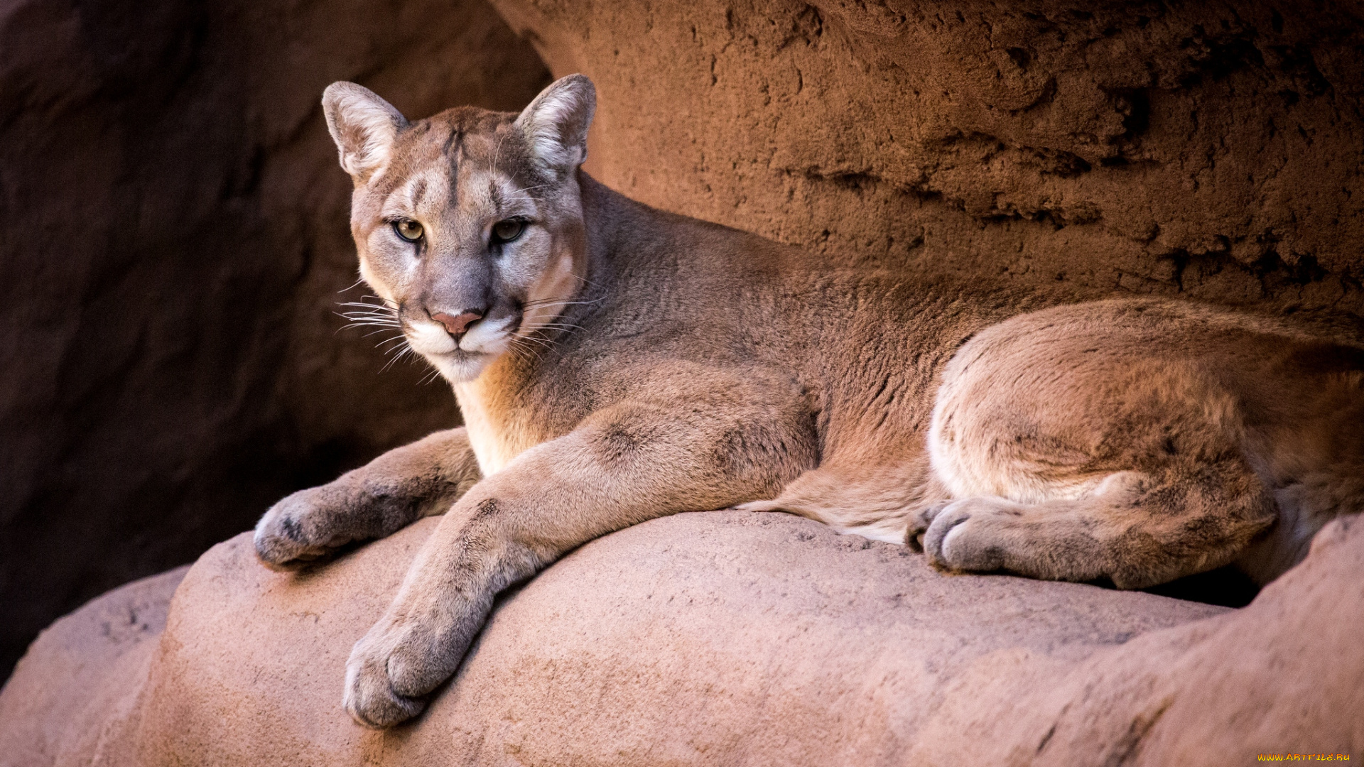 животные, пумы, грация