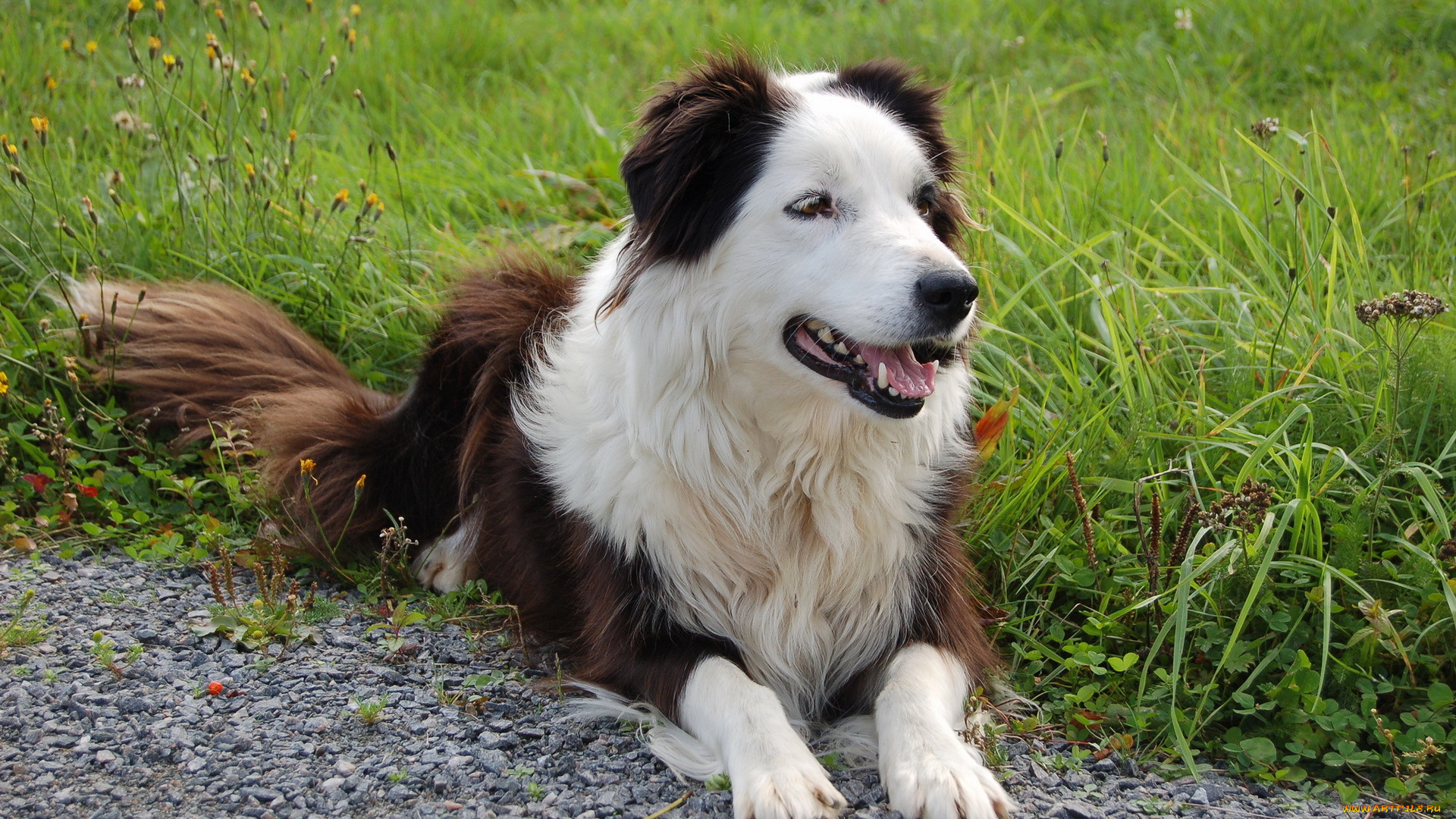 животные, собаки, взгляд, трава