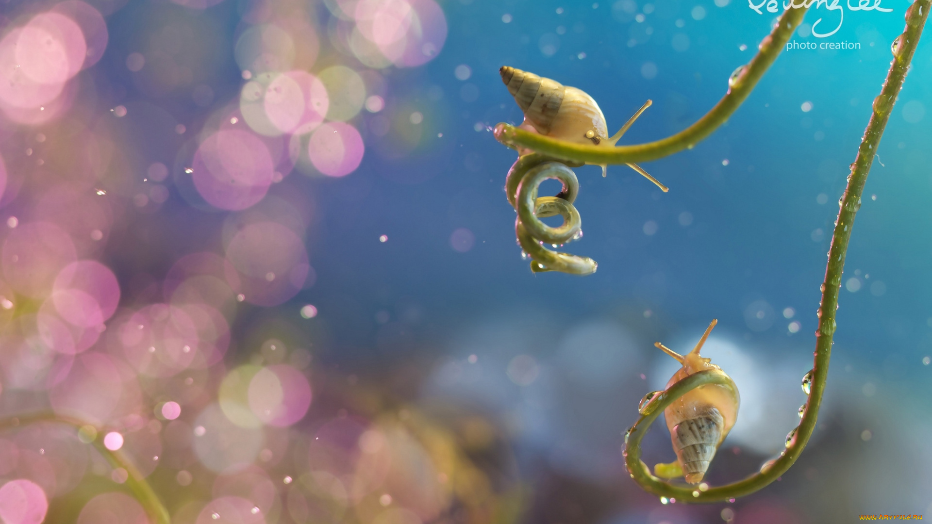 животные, улитки, малютки