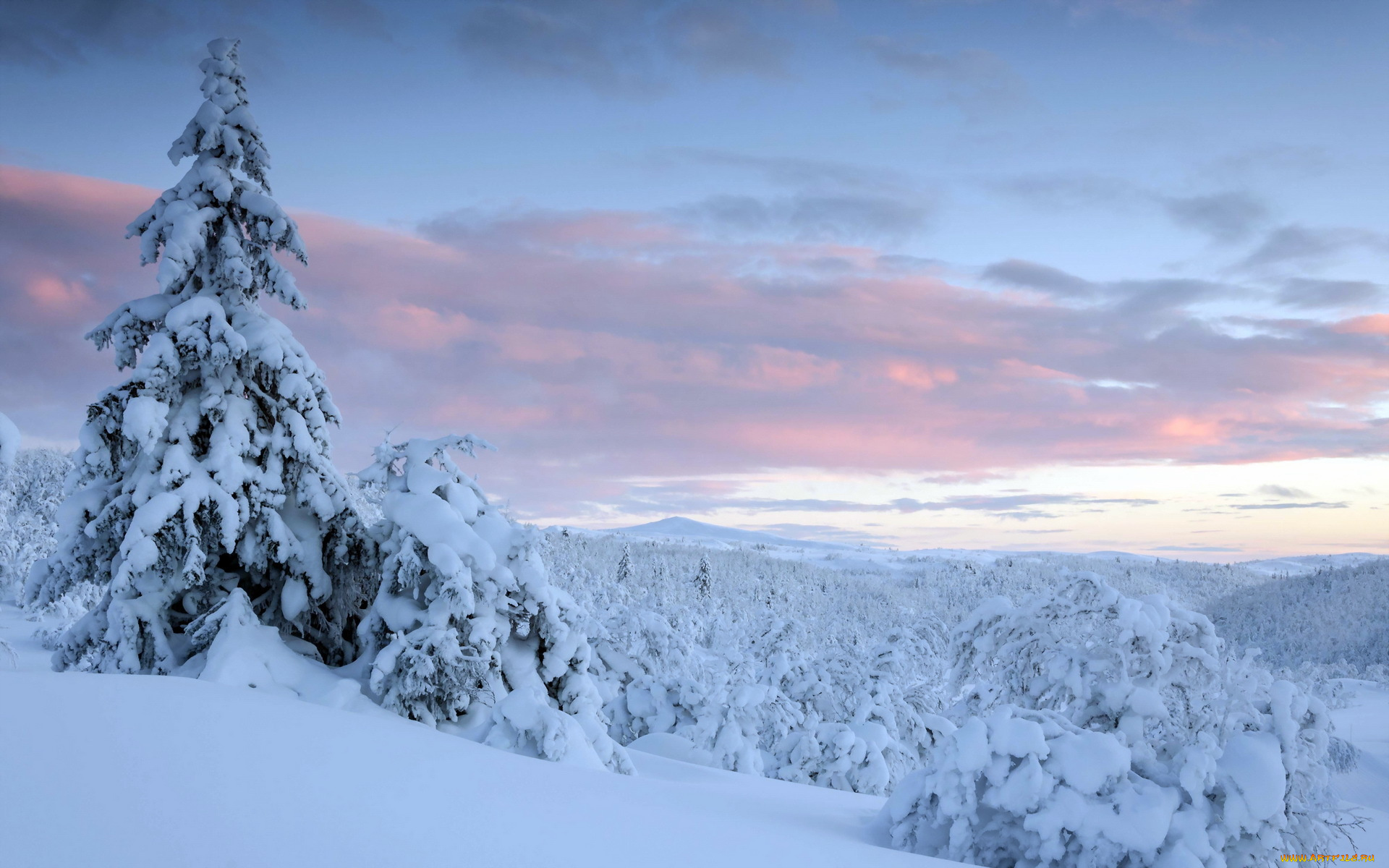 природа, зима, ели, снег, пейзаж, закат