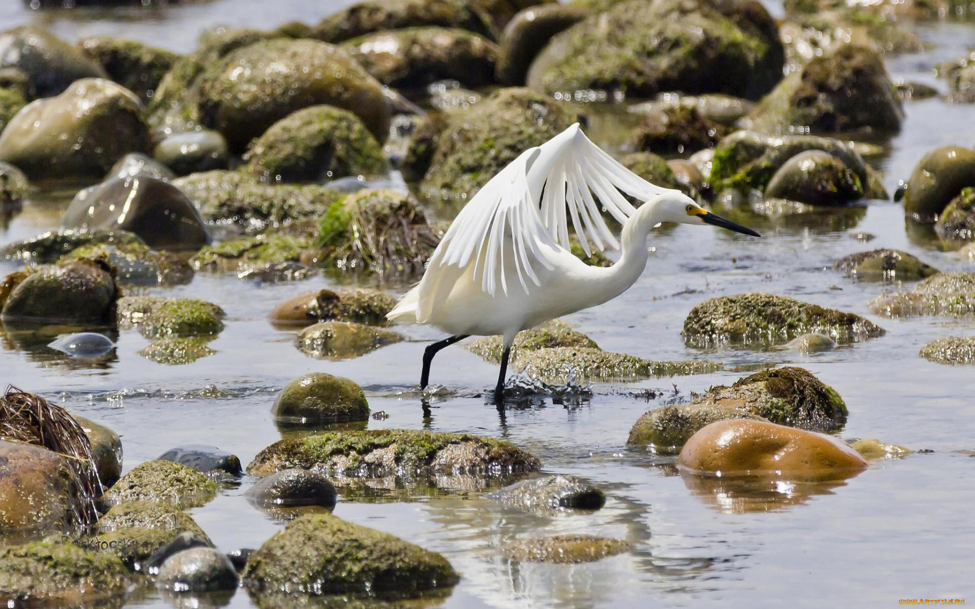 животные, цапли, цапля, вода, камни