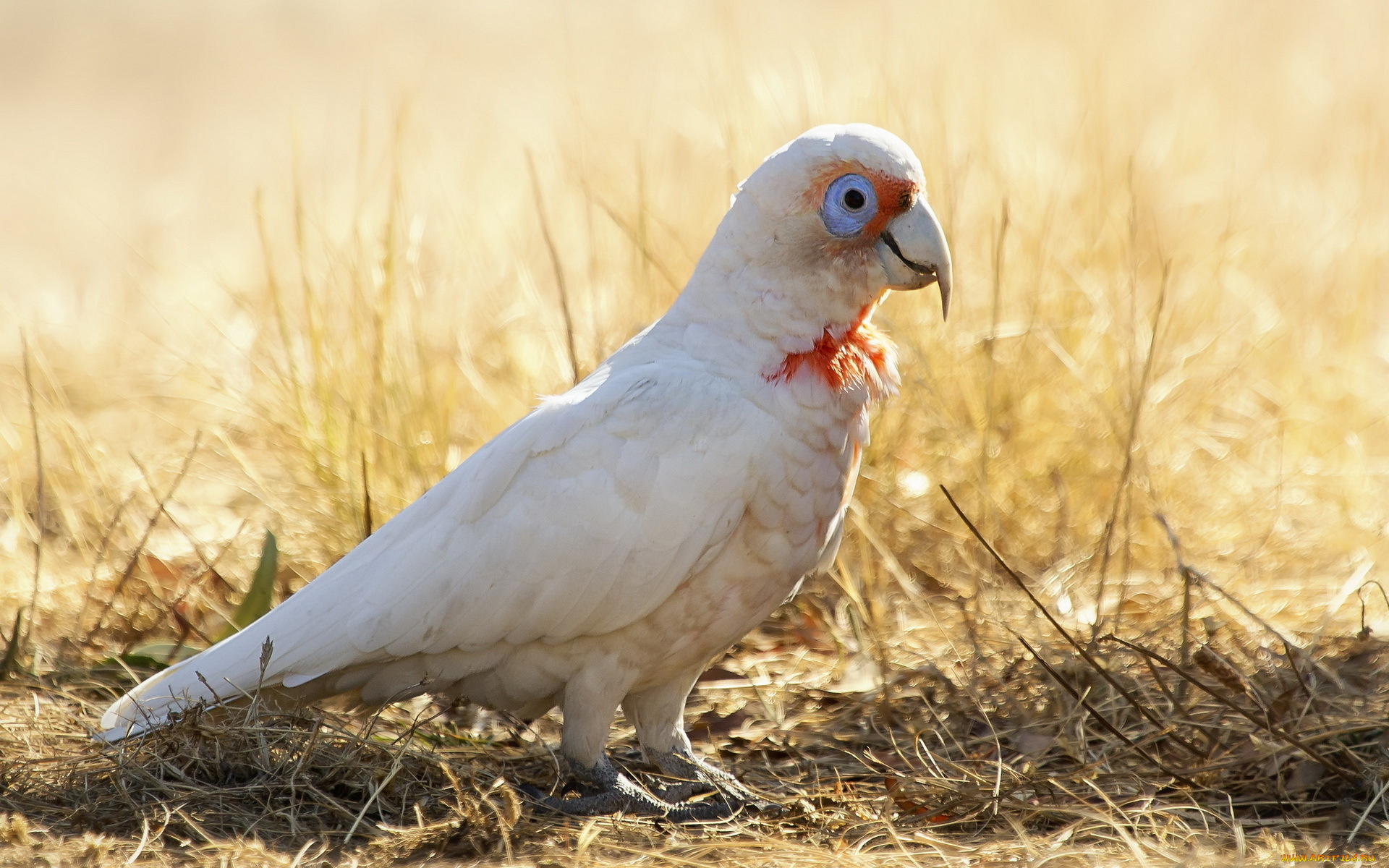 животные, попугаи, long-billed, corella, cacatua, tenuirostris