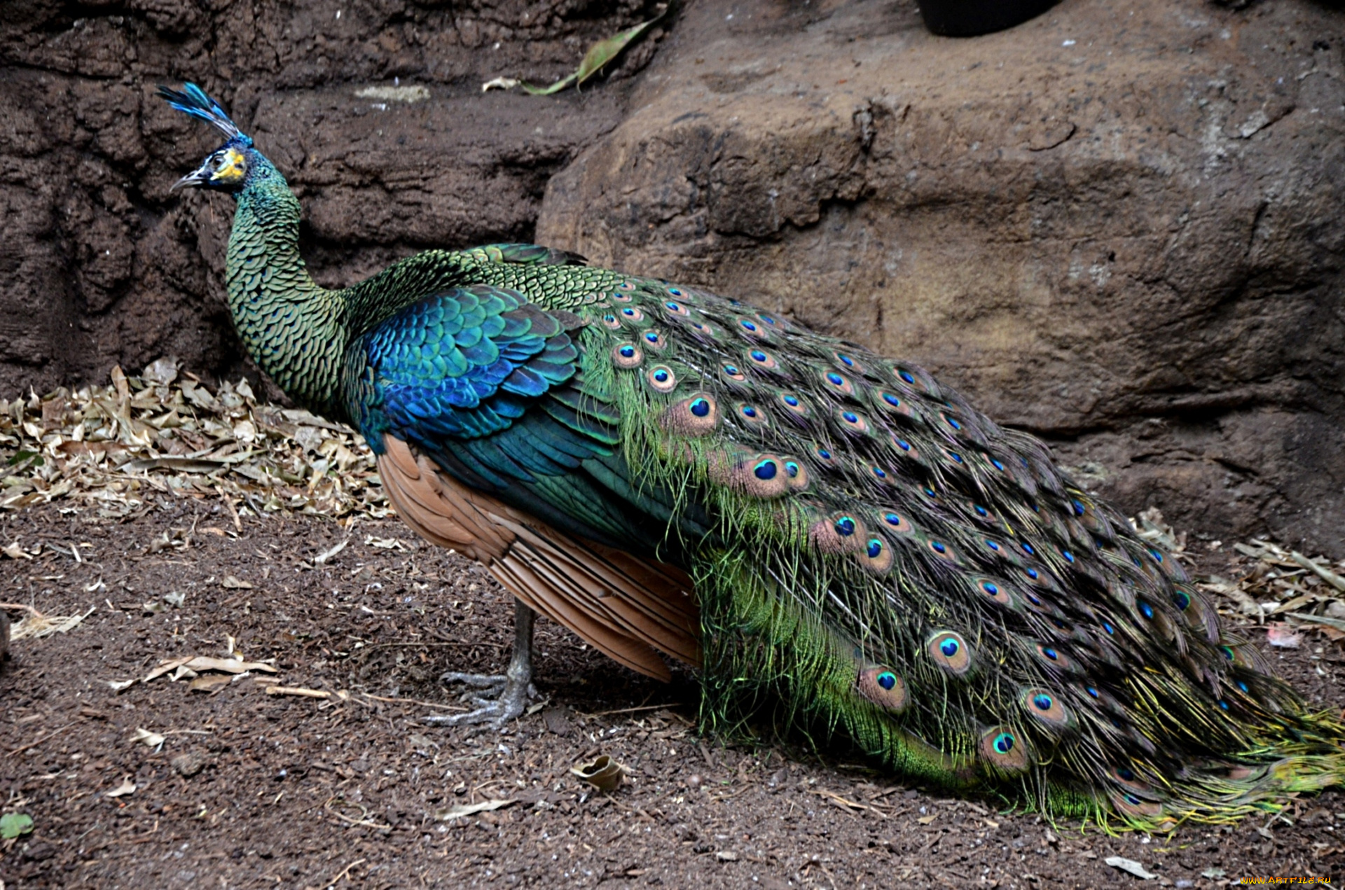 животные, павлины, хвост, роскошный