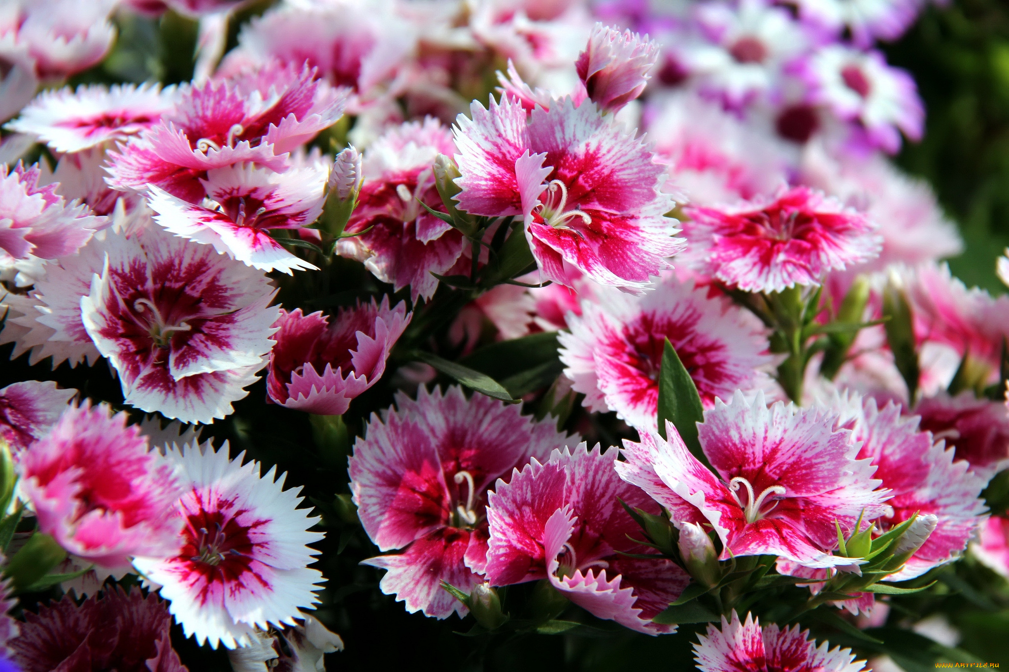 цветы, гвоздики, пестрый