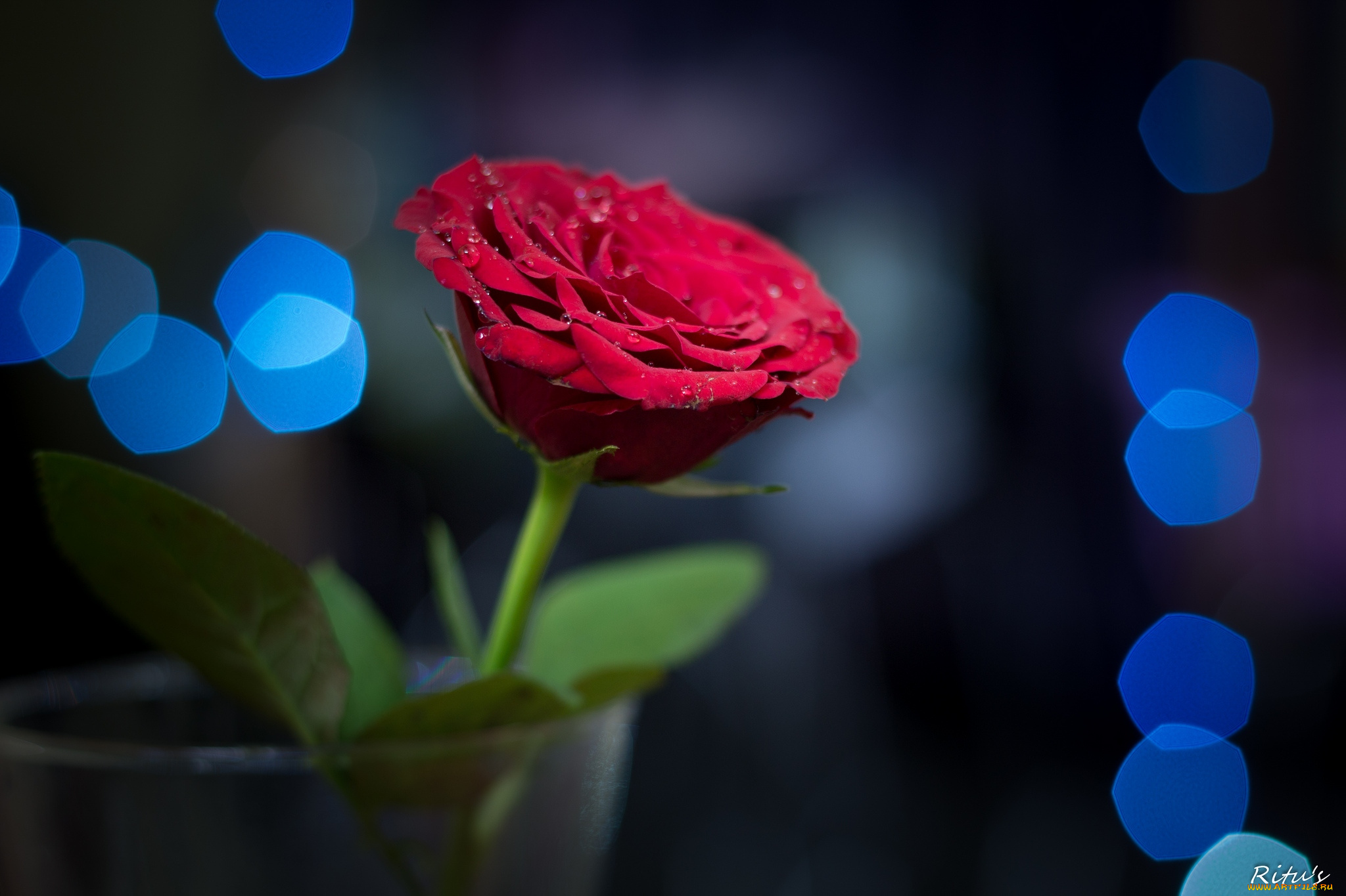 цветы, розы, красный